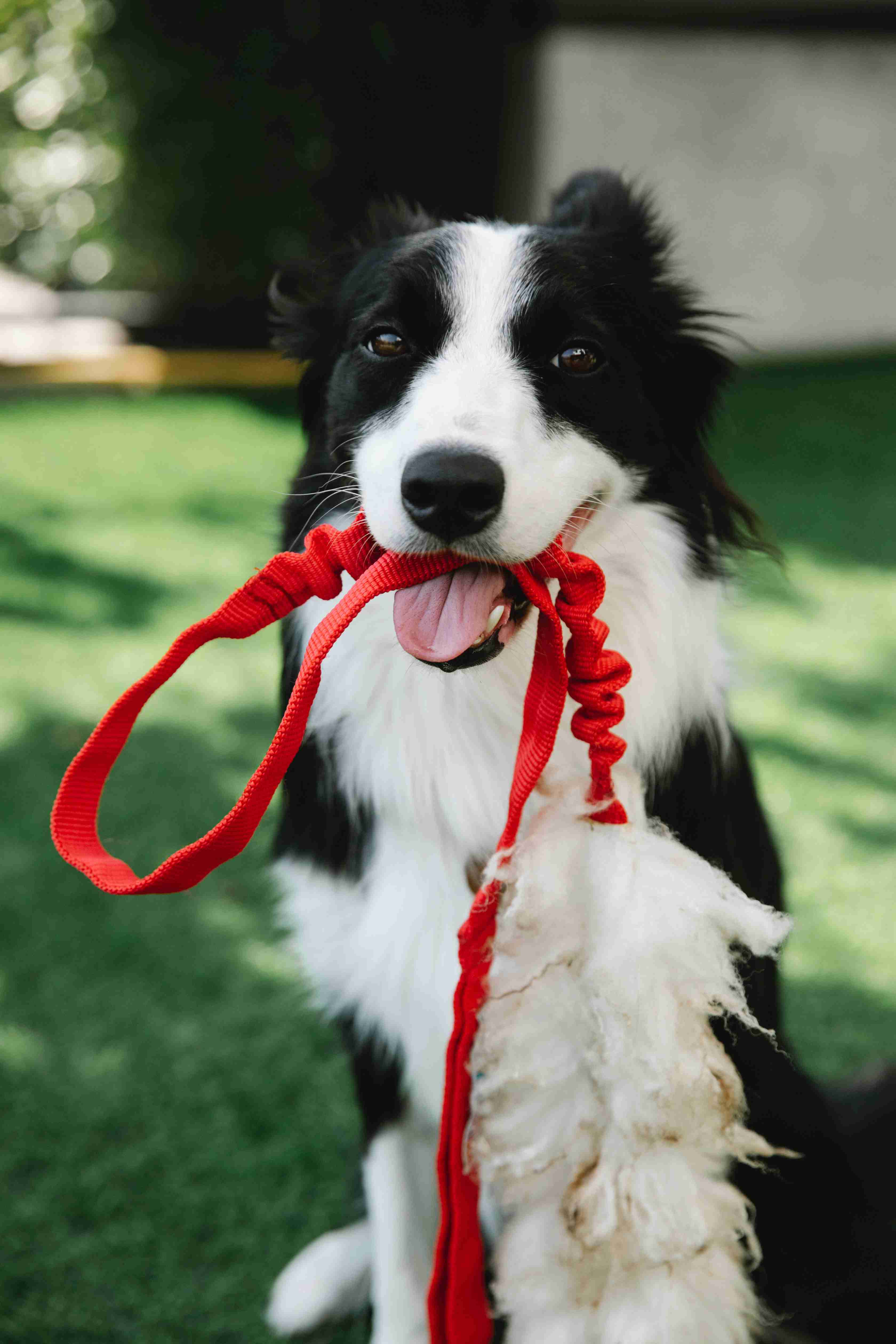 Unleashing the Truth: Understanding the Border Collie's Prey Drive