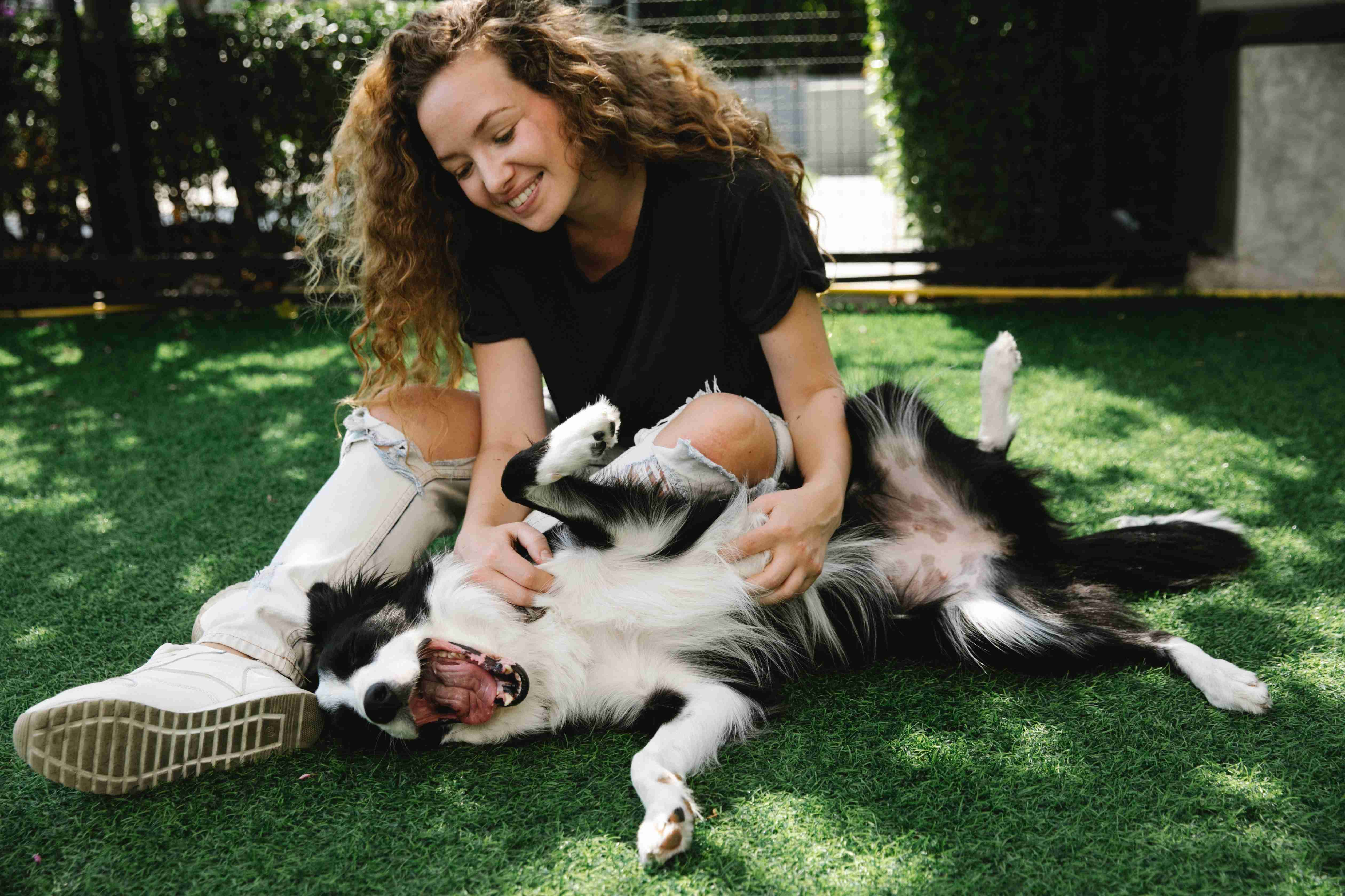 Unveiling the Border Collie's Life Expectancy: How Long Do They Typically Live?