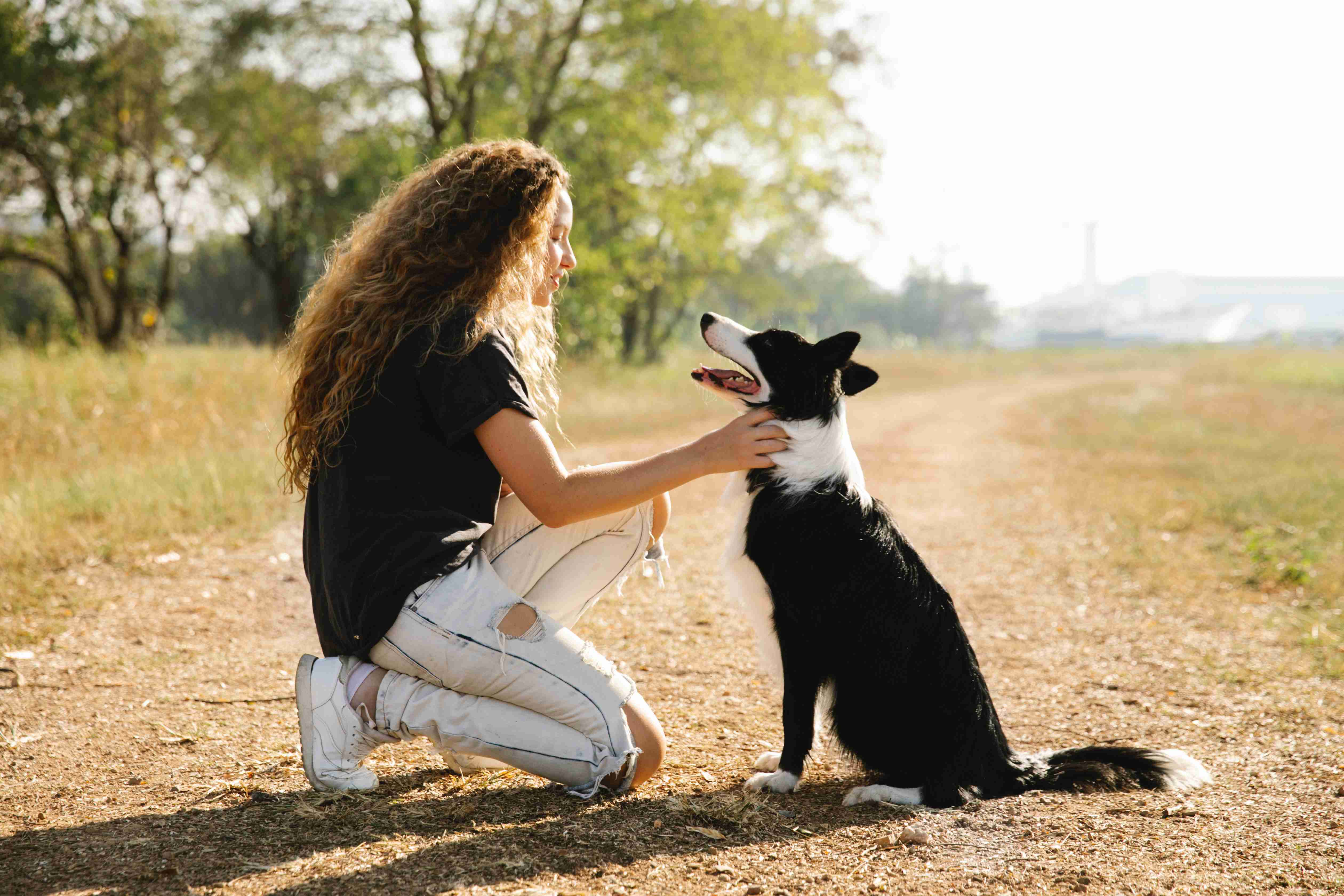 Guide to Teaching Border Collies to Love Kids: Tips and Tricks