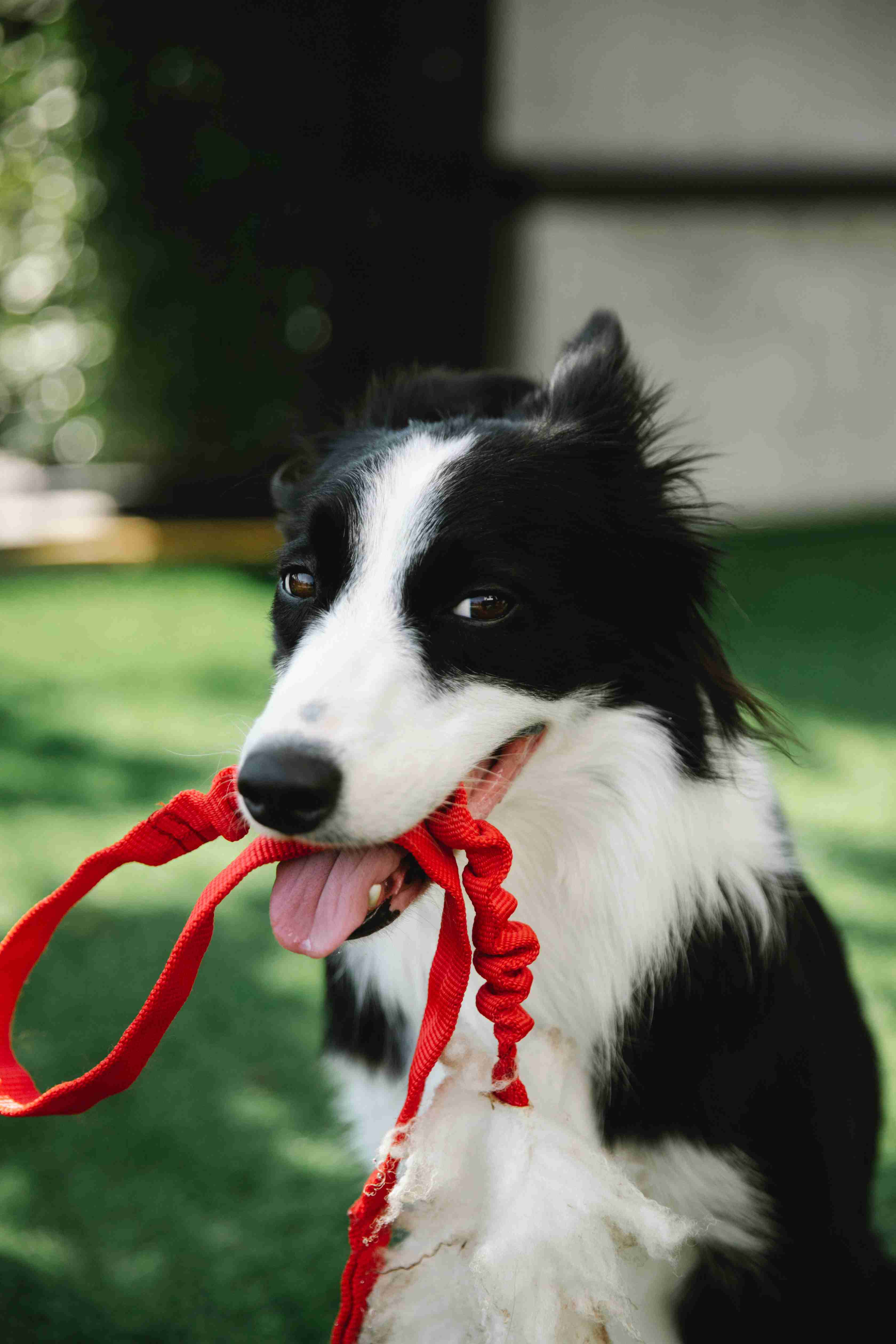 Is Your Border Collie Exhibiting These Signs of a Urinary Tract Infection? Learn How to Spot UTI Symptoms in Your Furry Friend