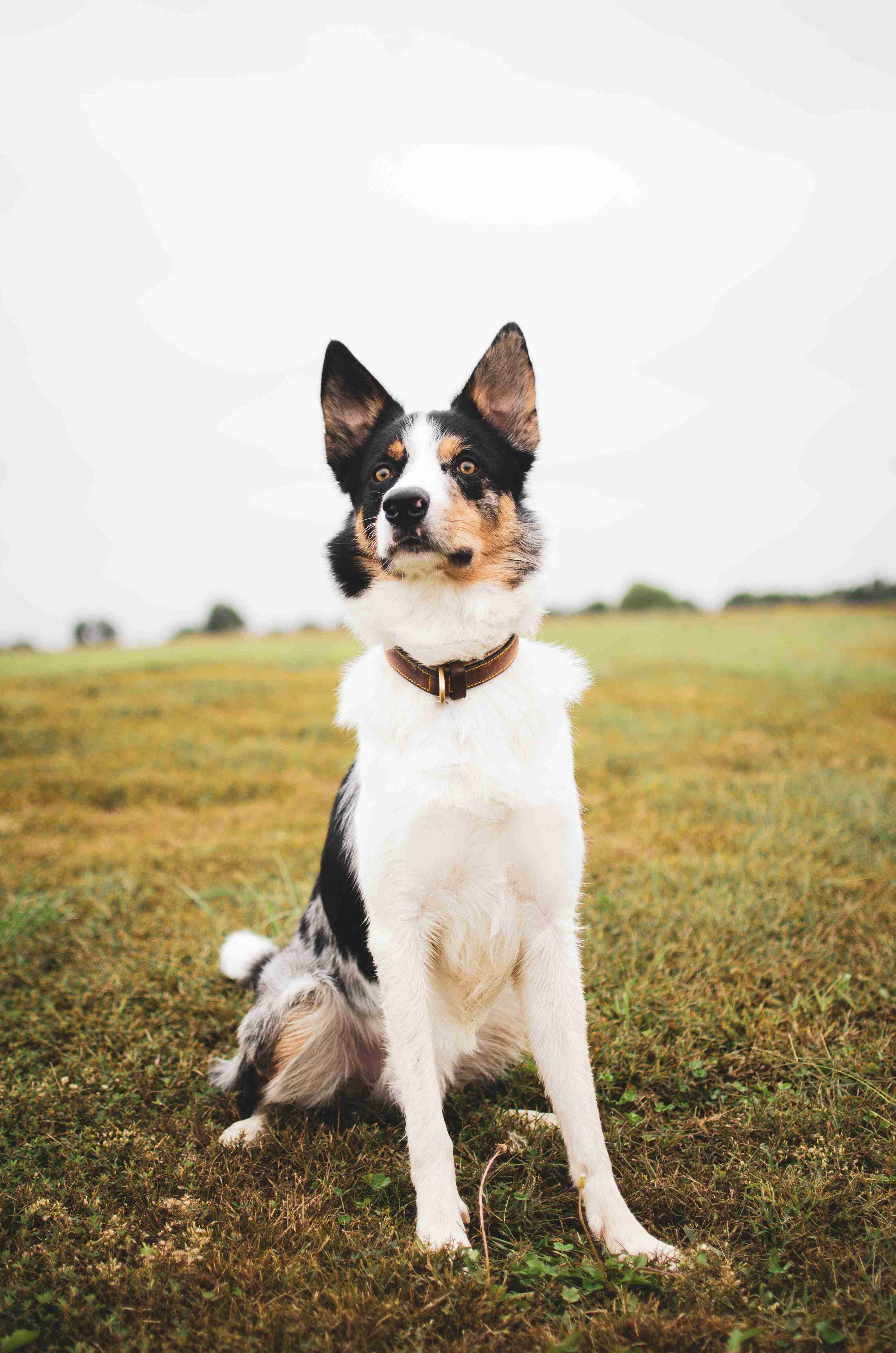 Border Collie Puppy House Training: A Step-by-Step Guide