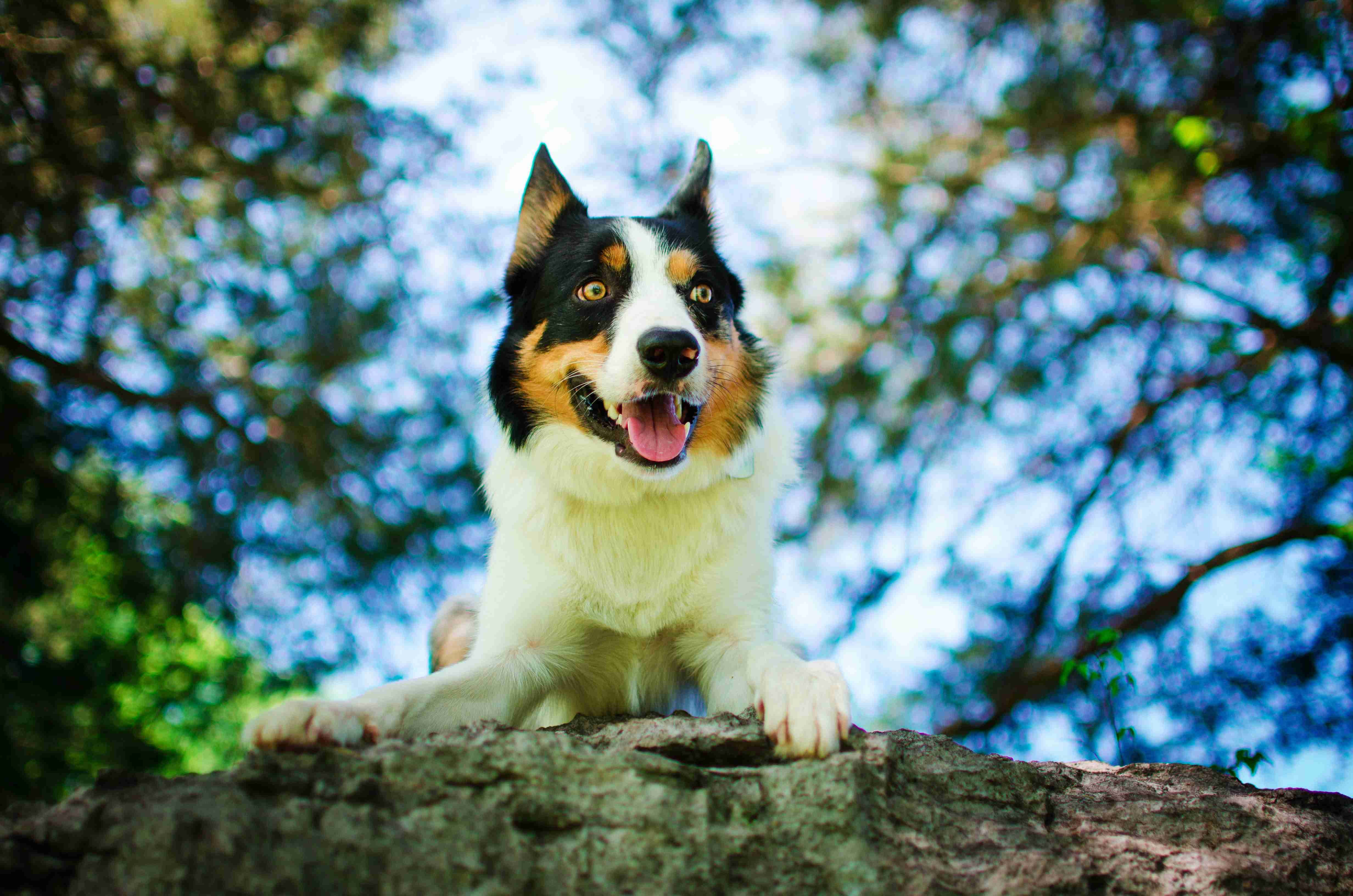 Border Collie Puppy Temperament: What to Expect from Your New Furry Friend