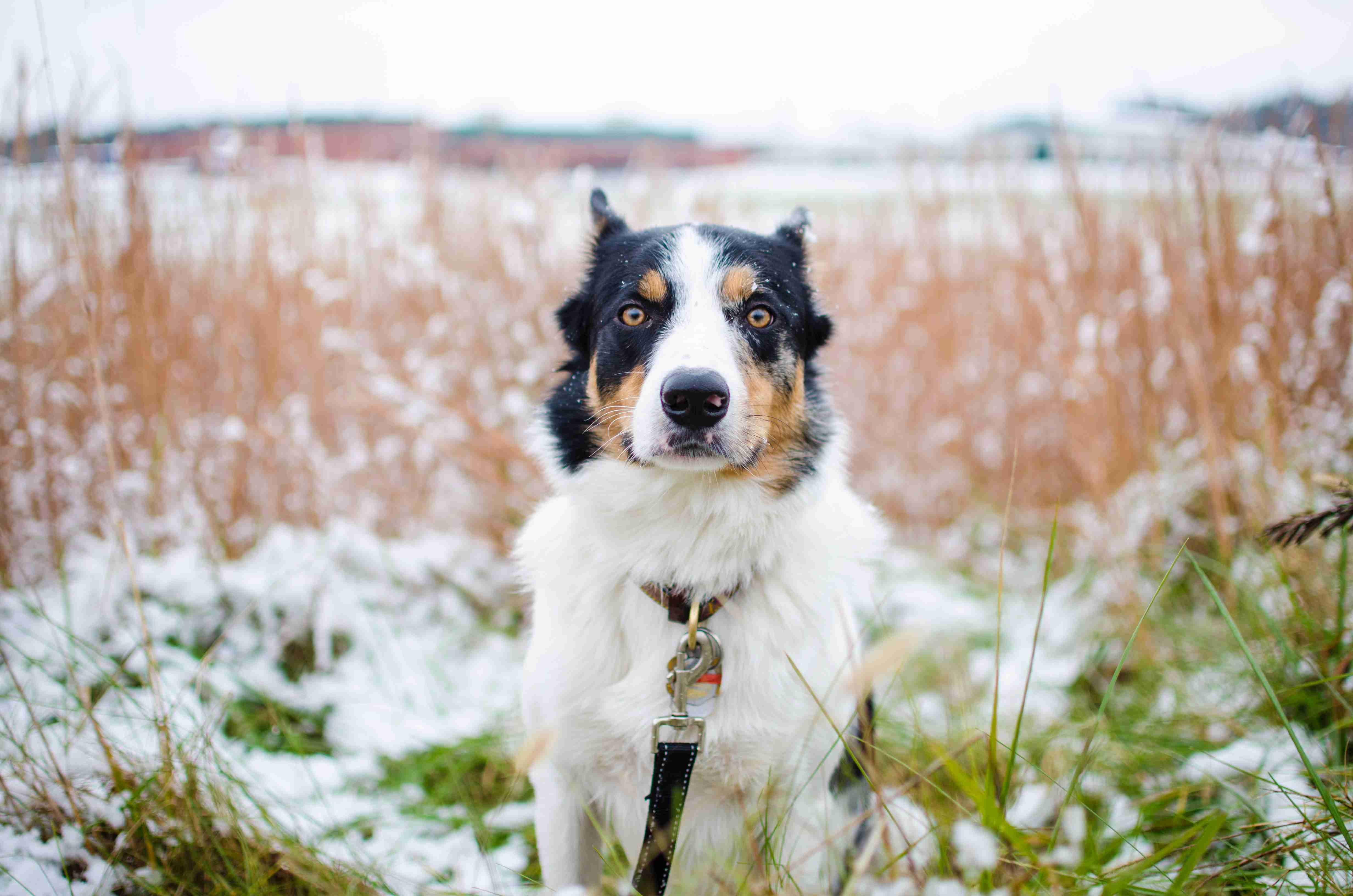 The Fascinating History of Border Collie Breed: Tracing Its Origins and Evolution
