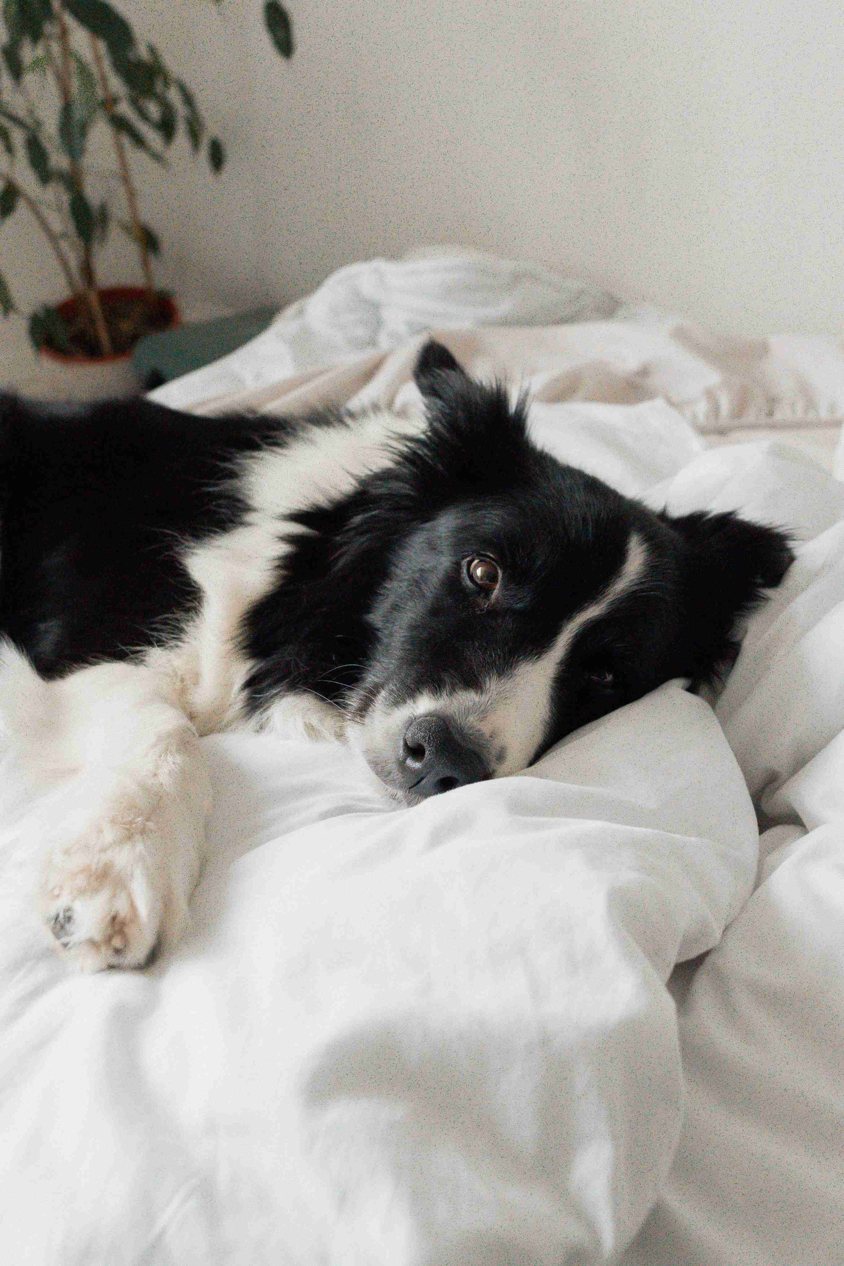 Is Your Border Collie Suffering from a Bladder Infection? Learn the Symptoms to Look Out For