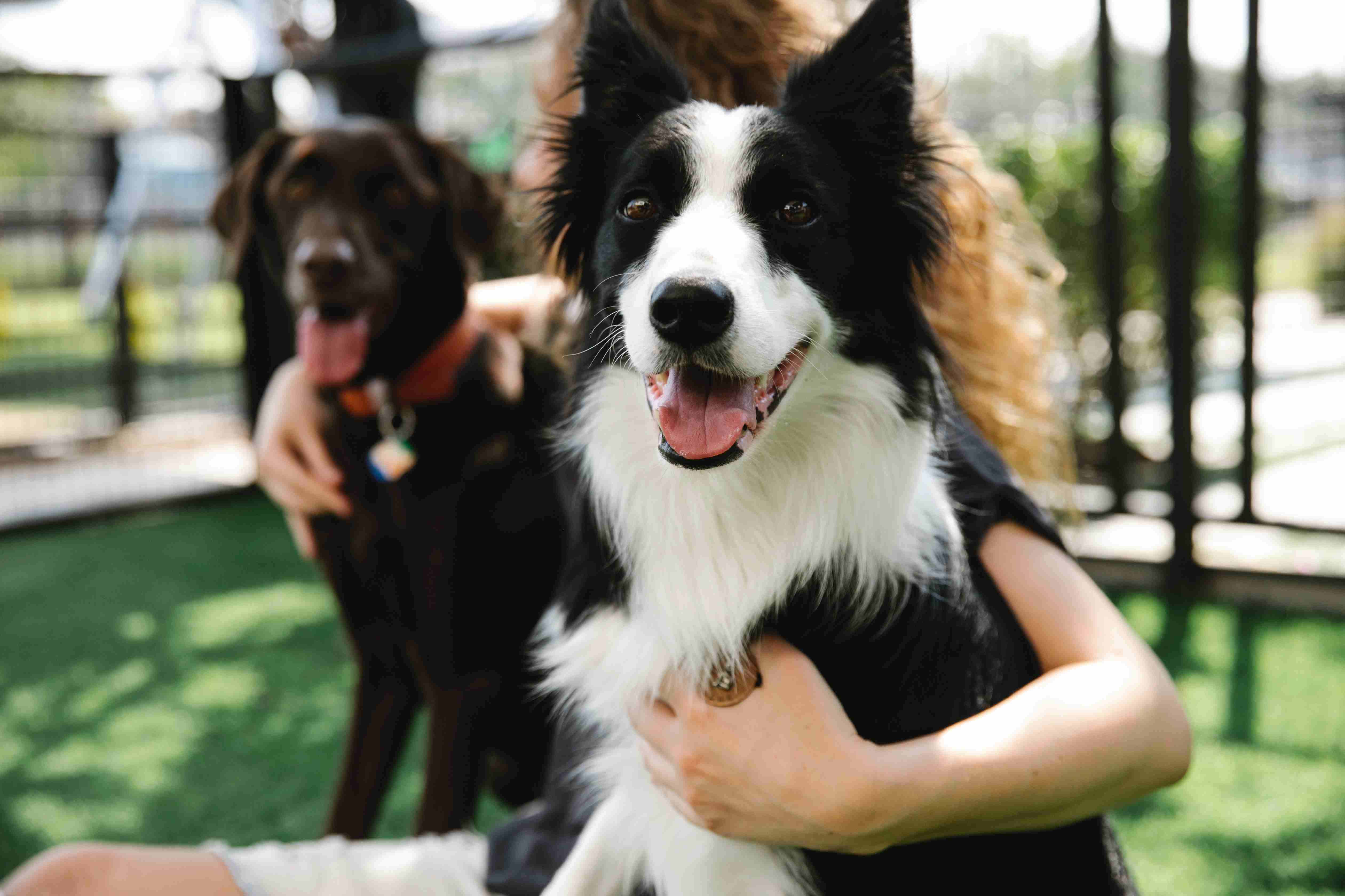 Border Collie Training 101: The Ultimate Guide to Teaching Your Dog to Stay