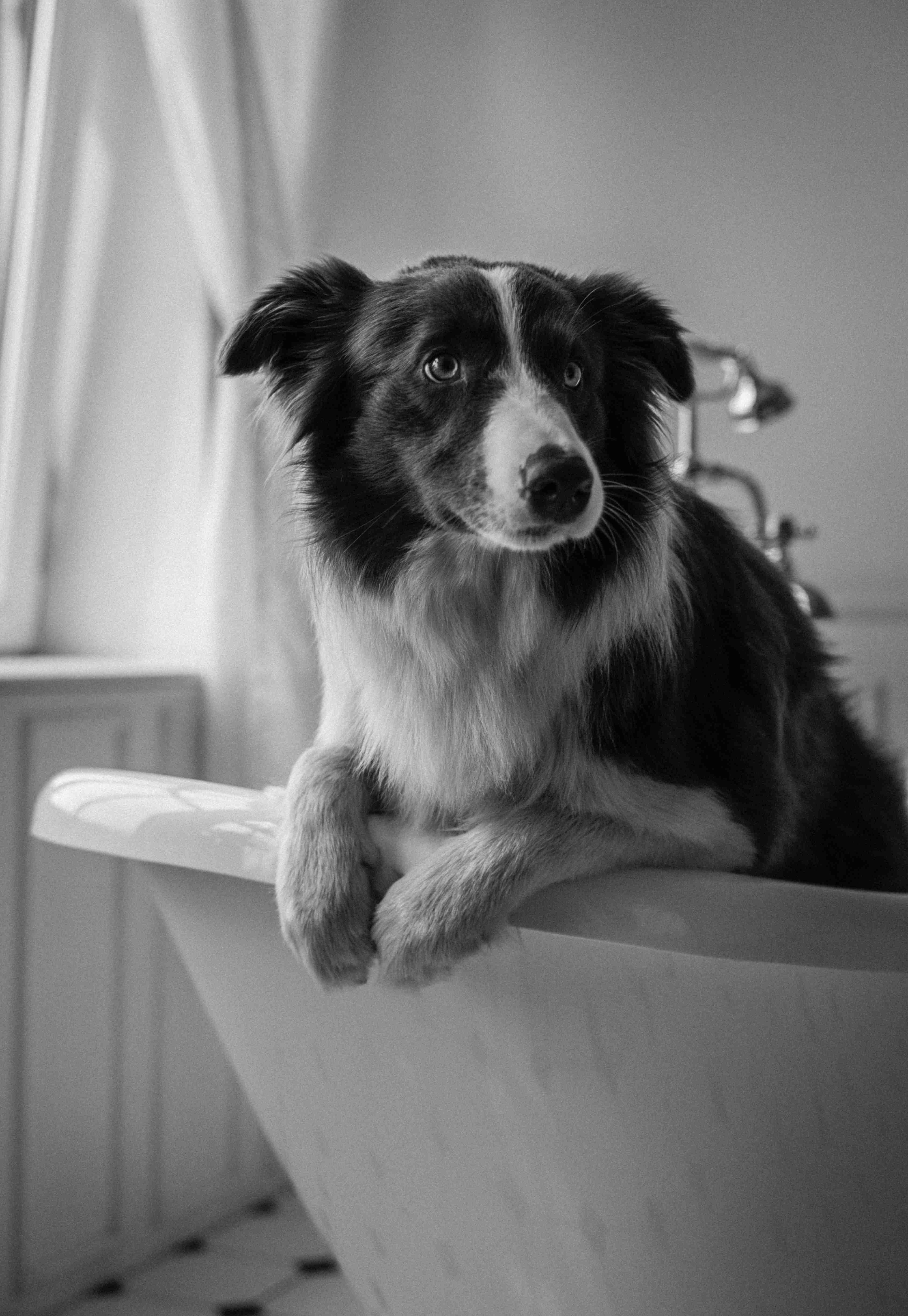 Apartment Living with Border Collies: Is It Possible?