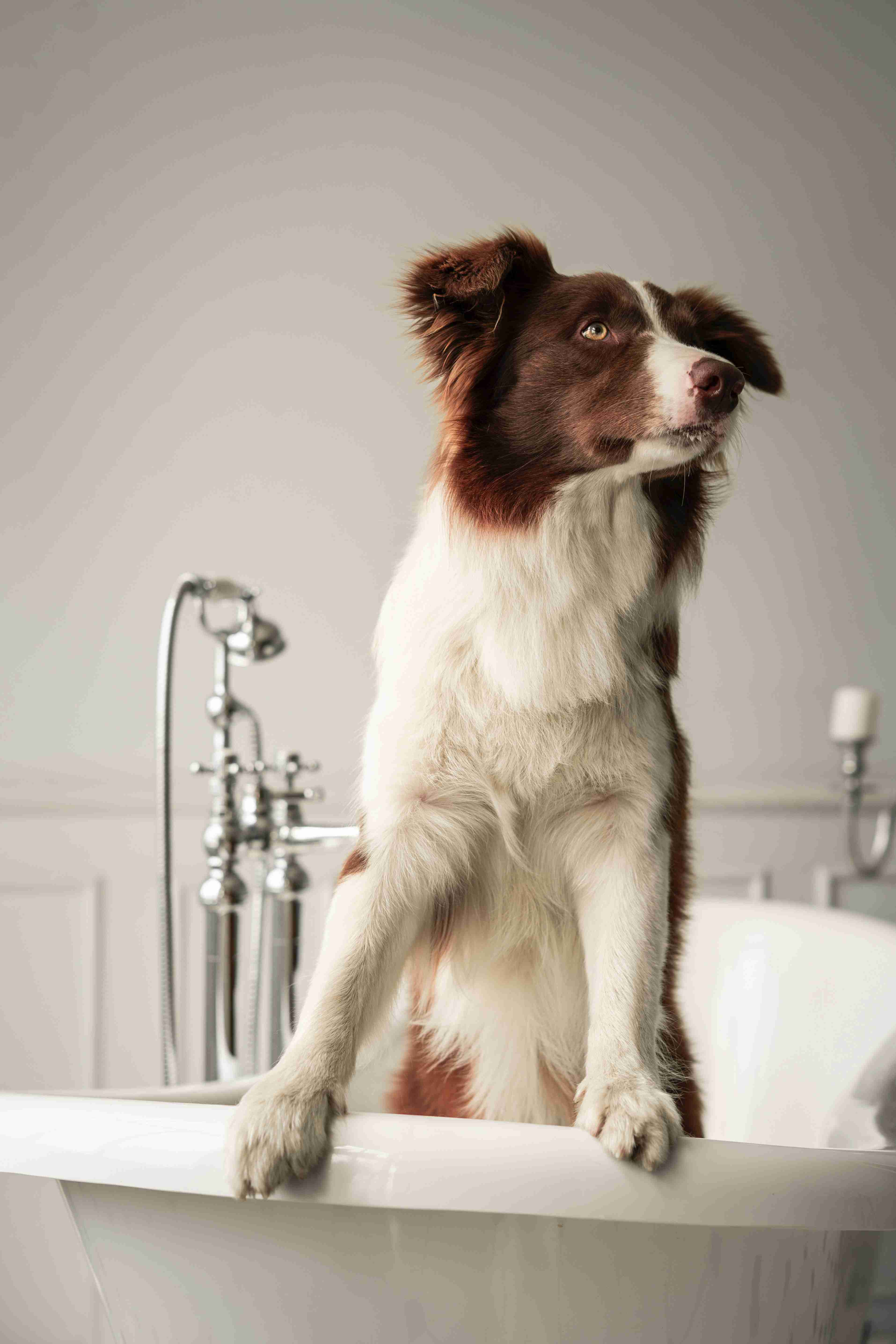 Is a Border Collie the Right Choice for First-Time Dog Owners: Pros and Cons