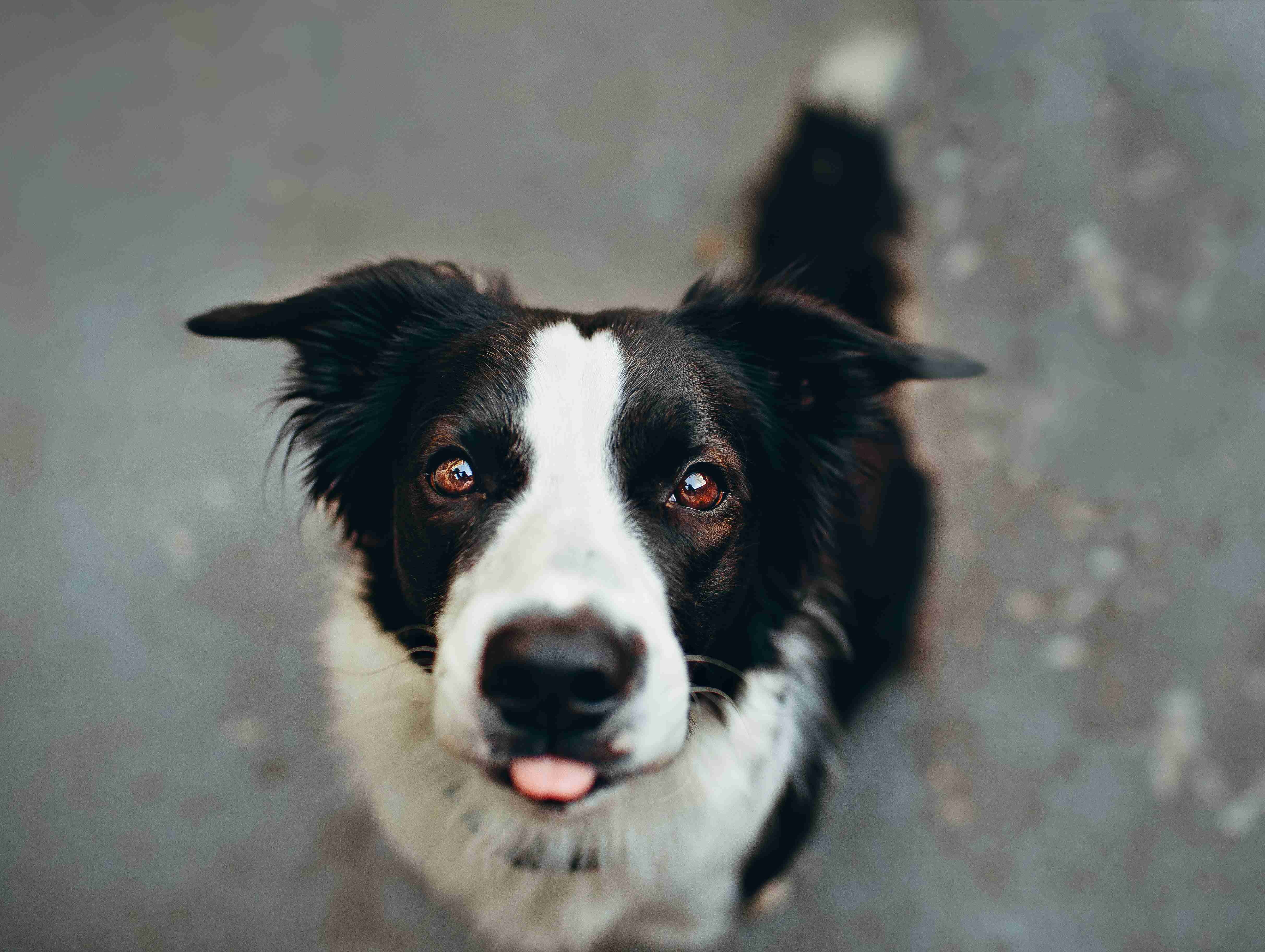 Border Collie Health: Recognizing the Early Signs of a Stroke