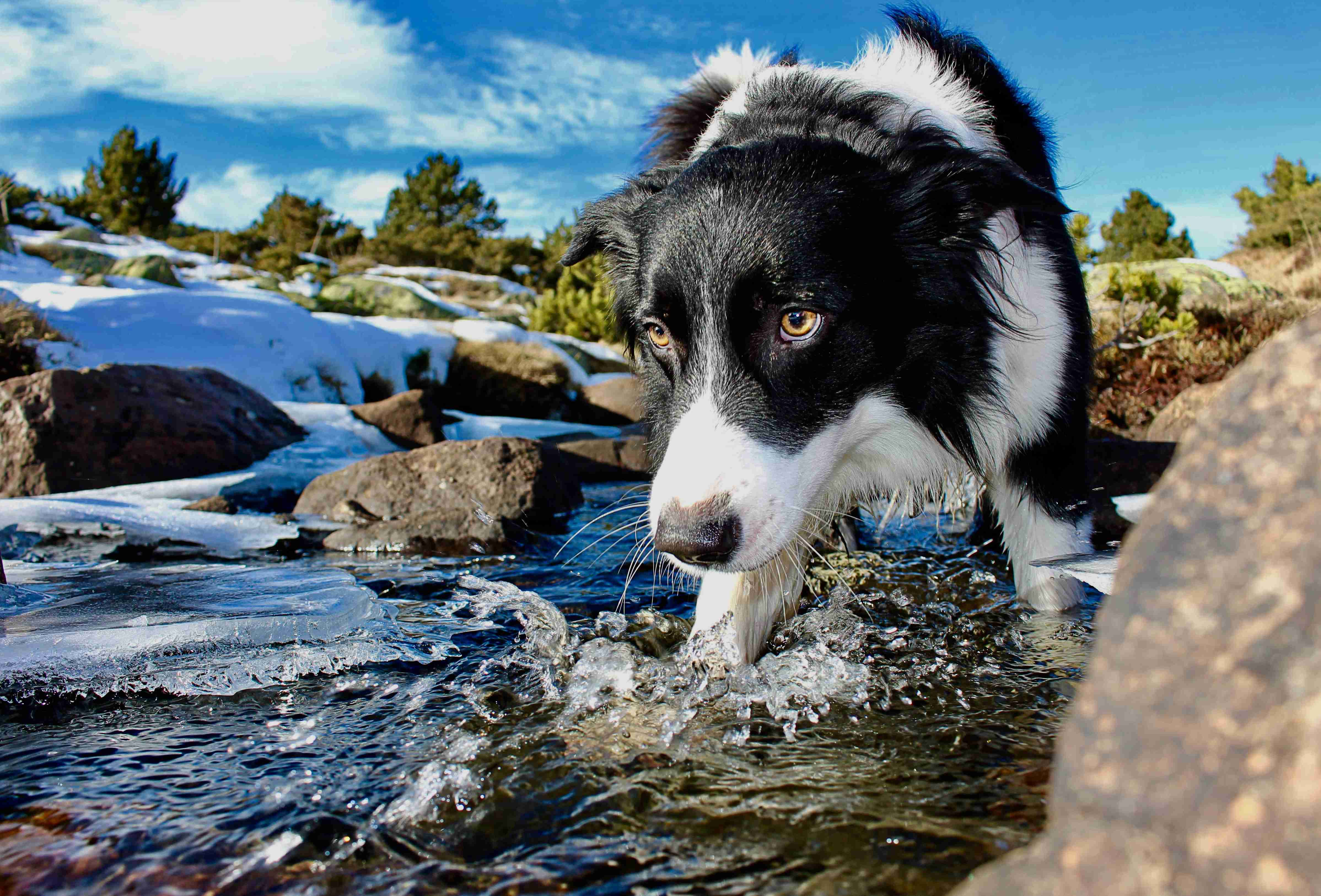 Skin Issues in Border Collies: Causes, Symptoms, and Treatment