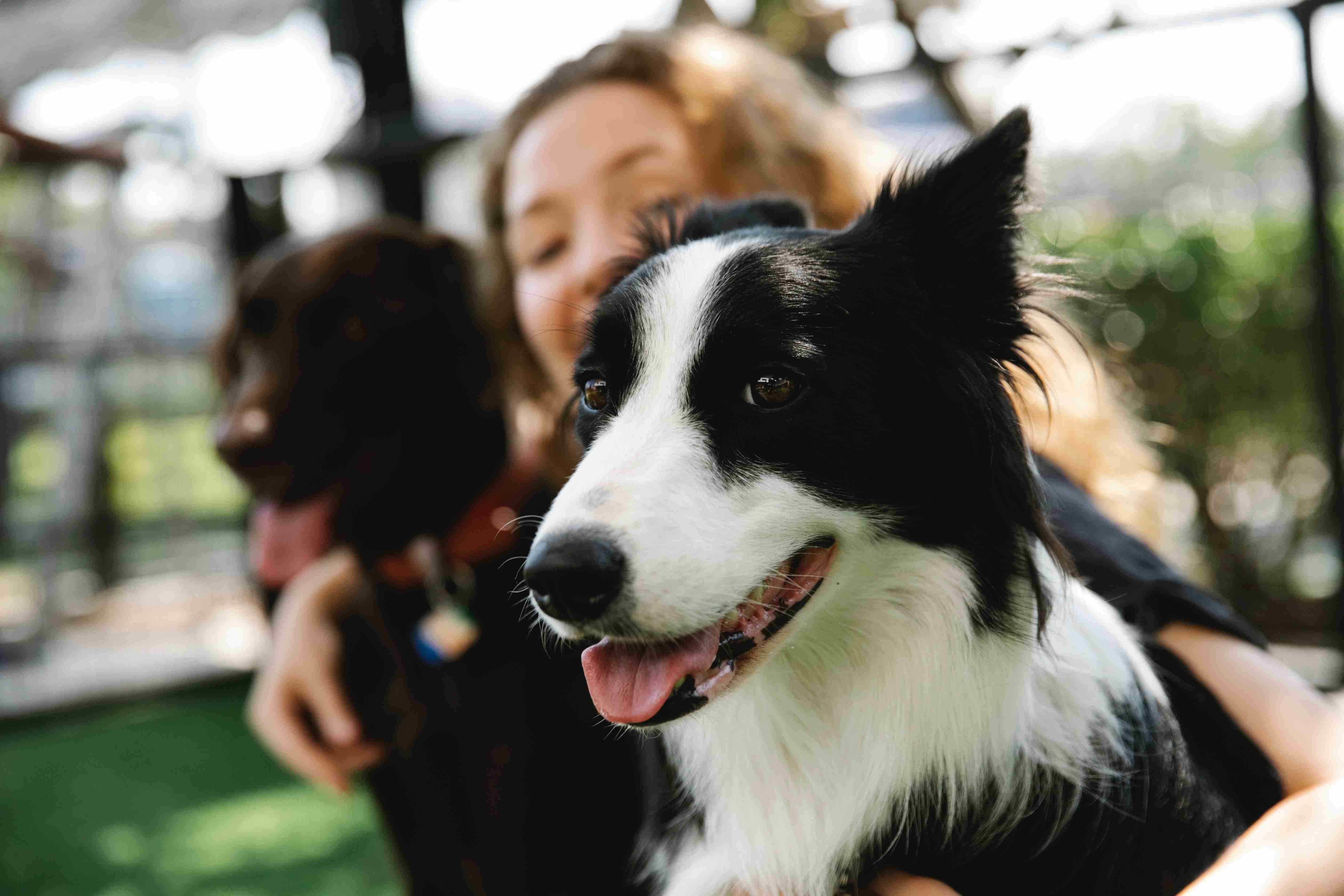 Teaching Your Border Collie to Let Go: A Step-by-Step Guide to Dropping Toys and Objects
