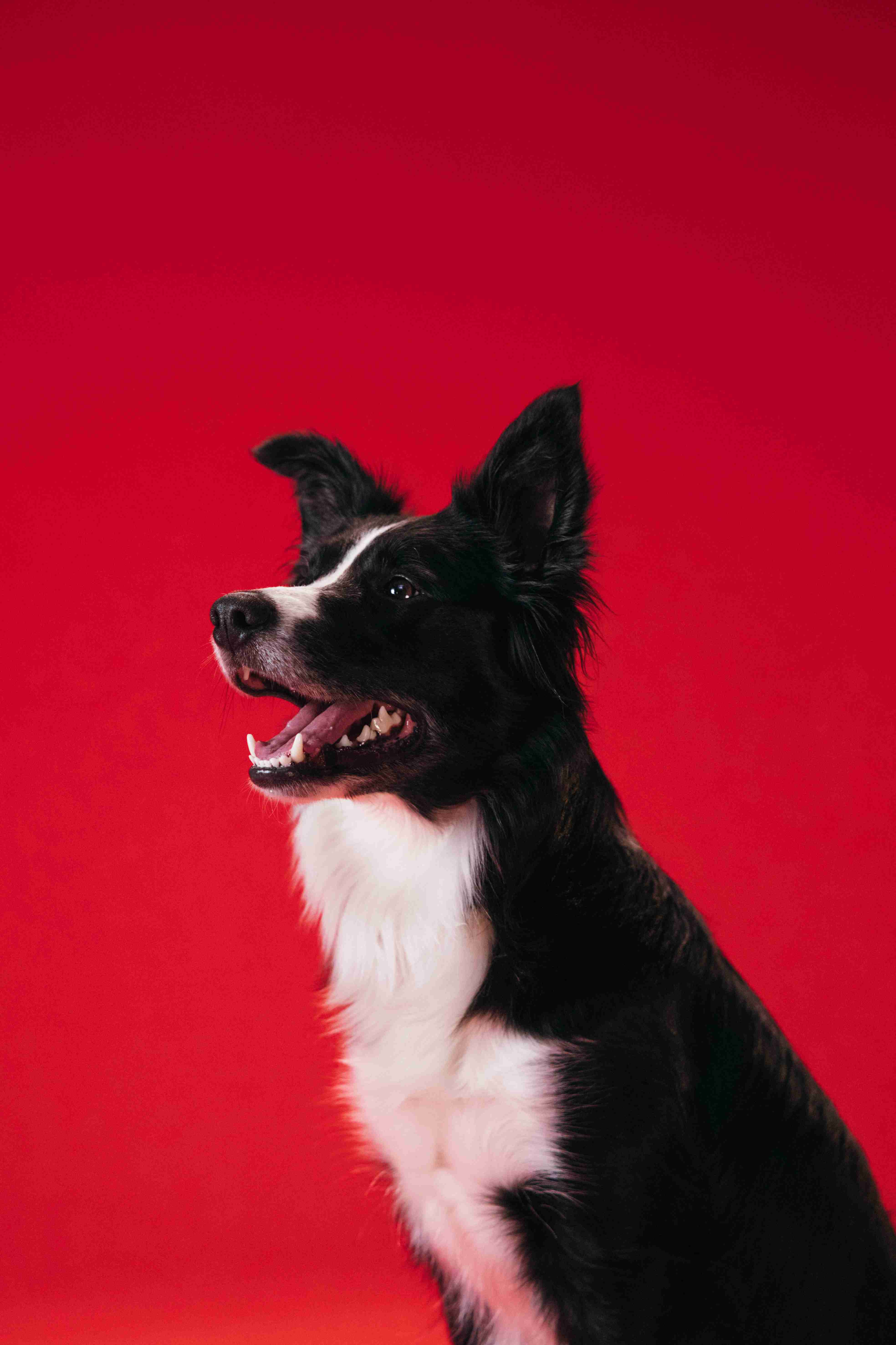 Border Collie Puppy Training 101: Tips and Tricks to Get Started