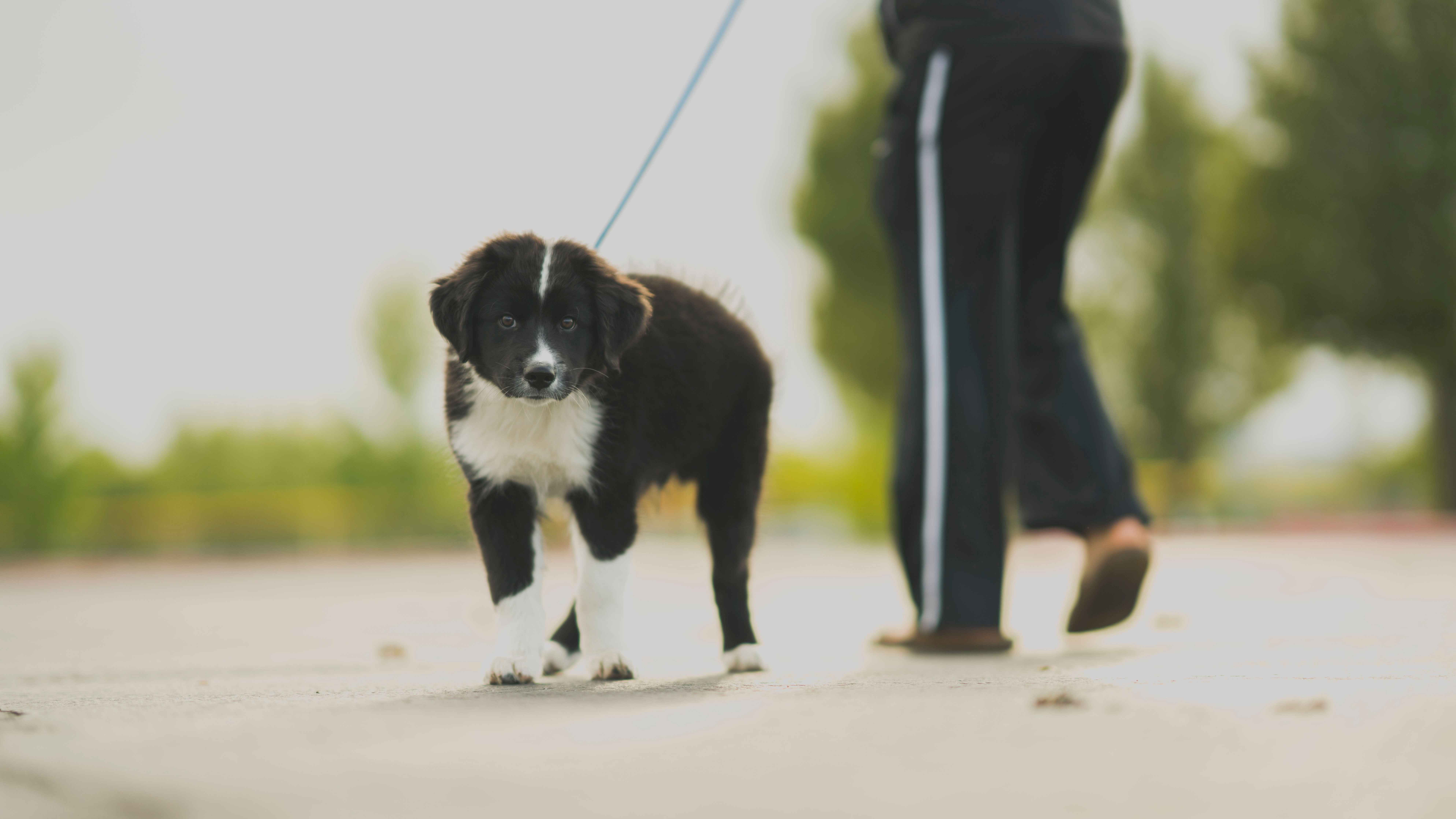 Border Collie Puppy Training 101: A Step-by-Step Guide to Teach Basic Commands