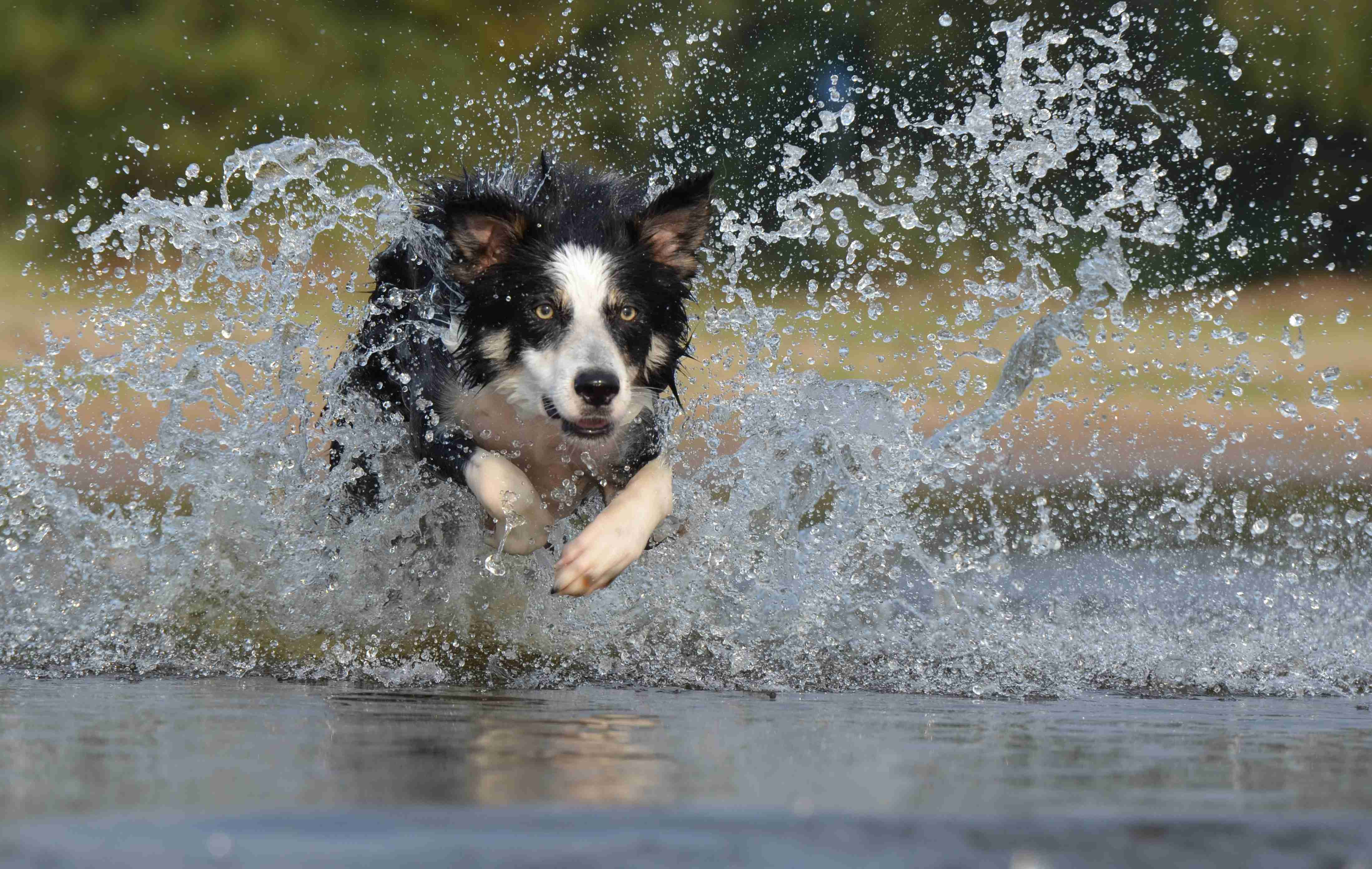 Border Collie Owners: Learn How to Prevent Urinary Tract Infections in Your Furry Friend
