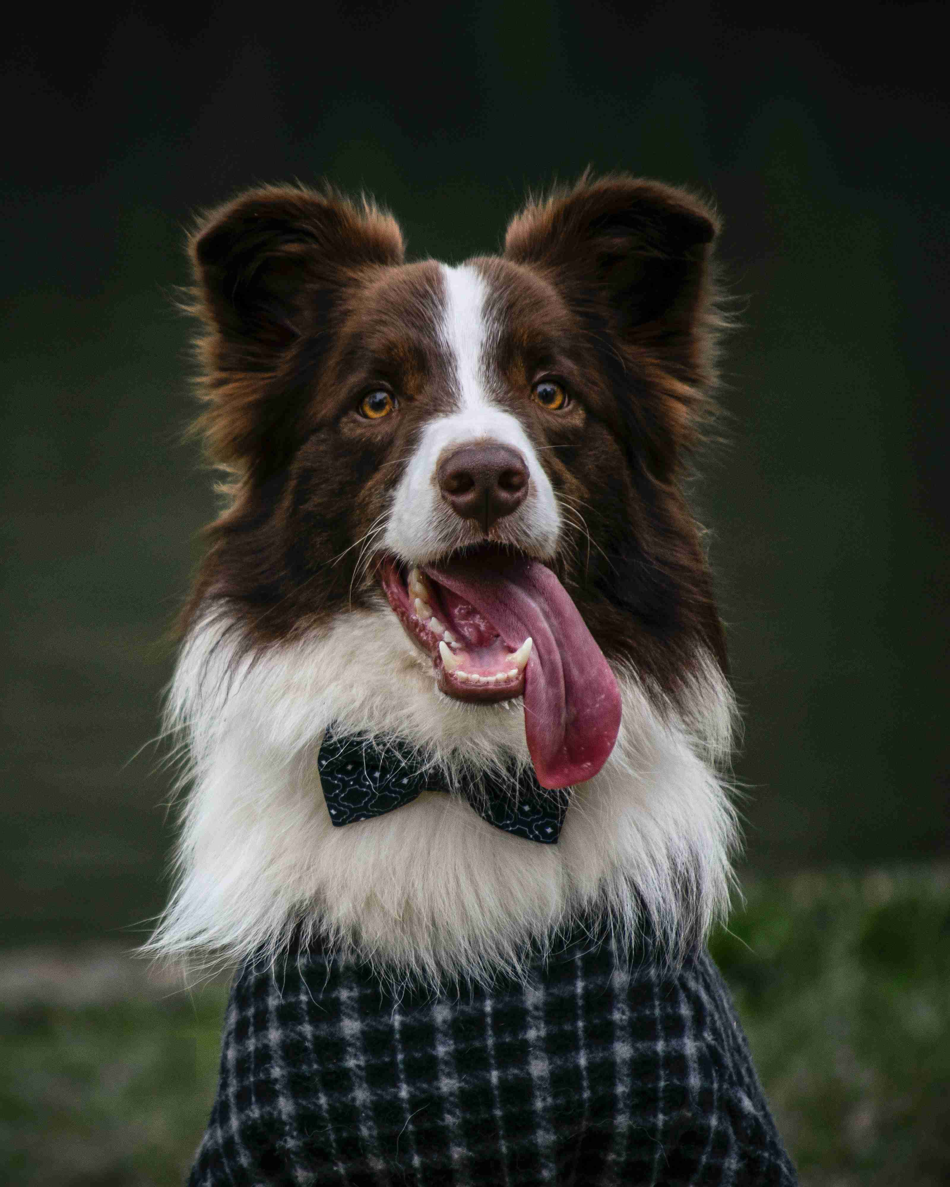 5 Simple Ways to Keep Your Border Collie's Eyes Healthy and Bright
