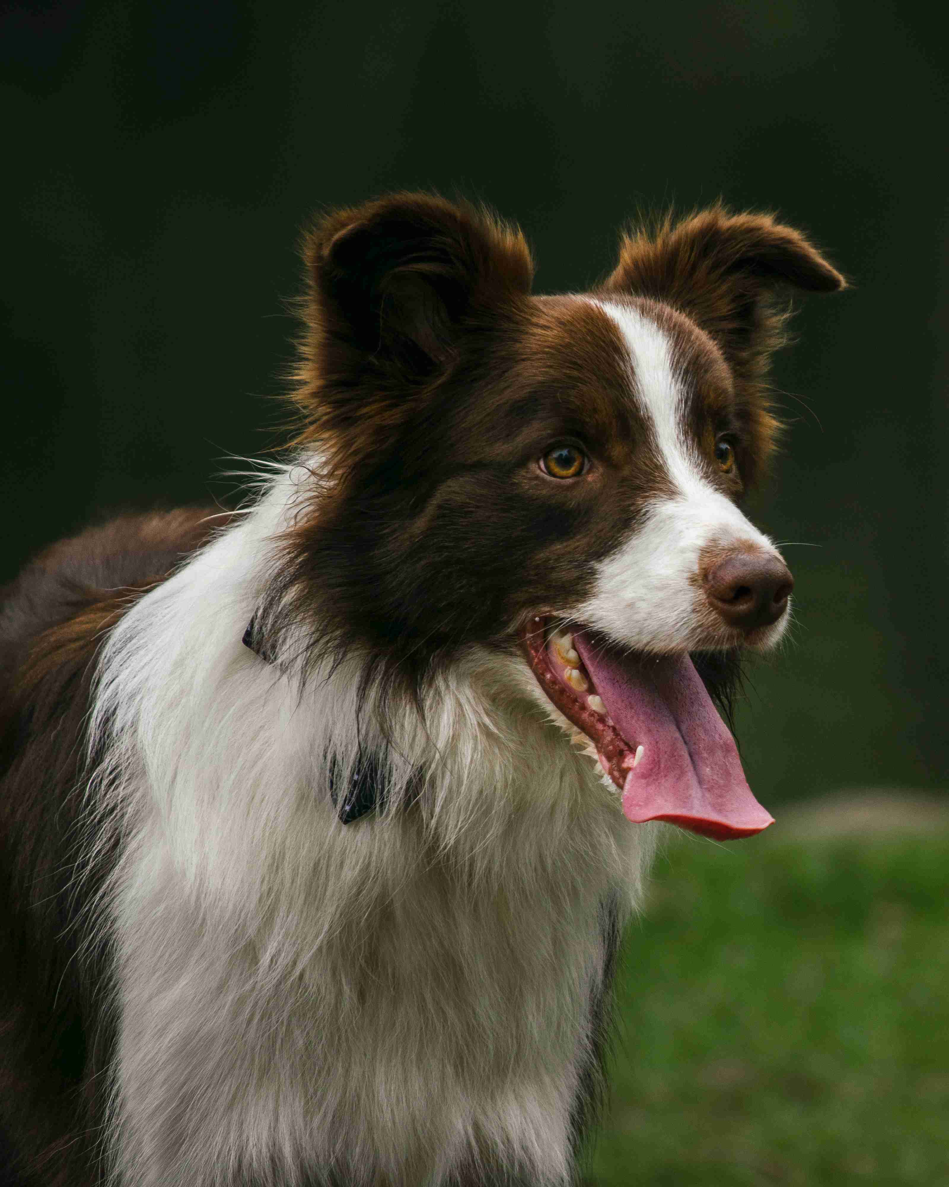 Ruff or Smooth: Understanding the Differences Between Rough-Coated and Smooth-Coated Border Collies