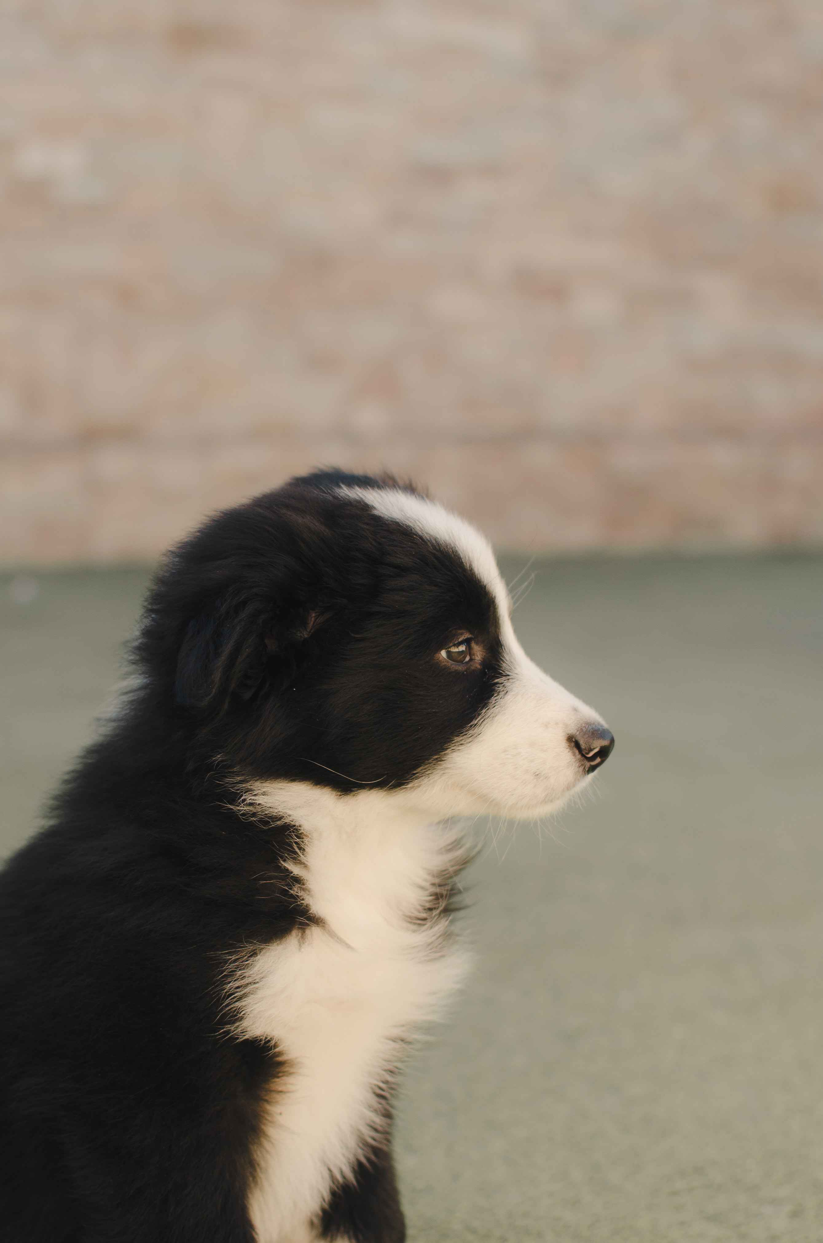 Trick Training 101: Teach Your Border Collie Cool Tricks with These Effective Methods