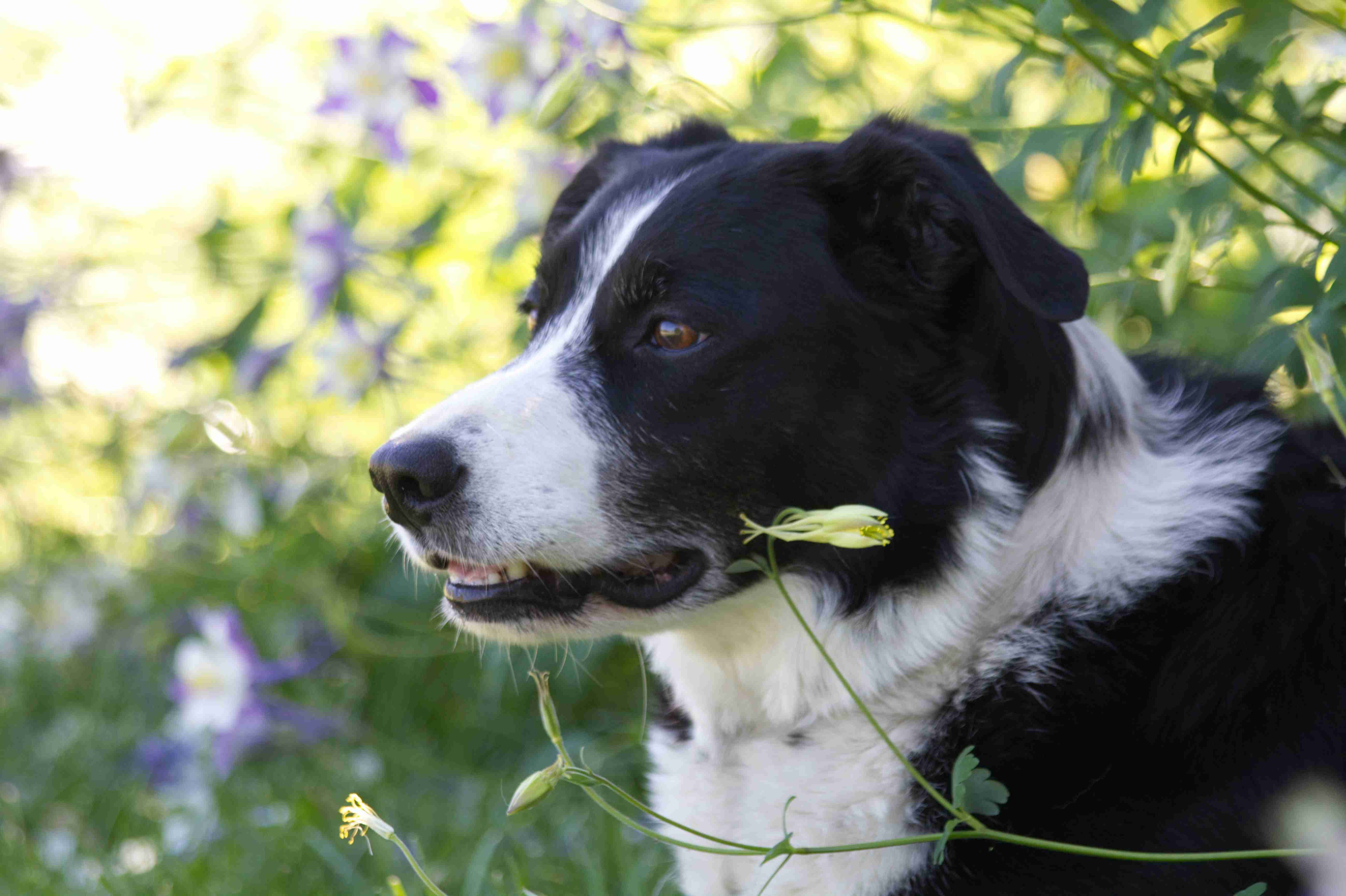5 Easy Steps to Train Your Border Collie to Walk on a Leash