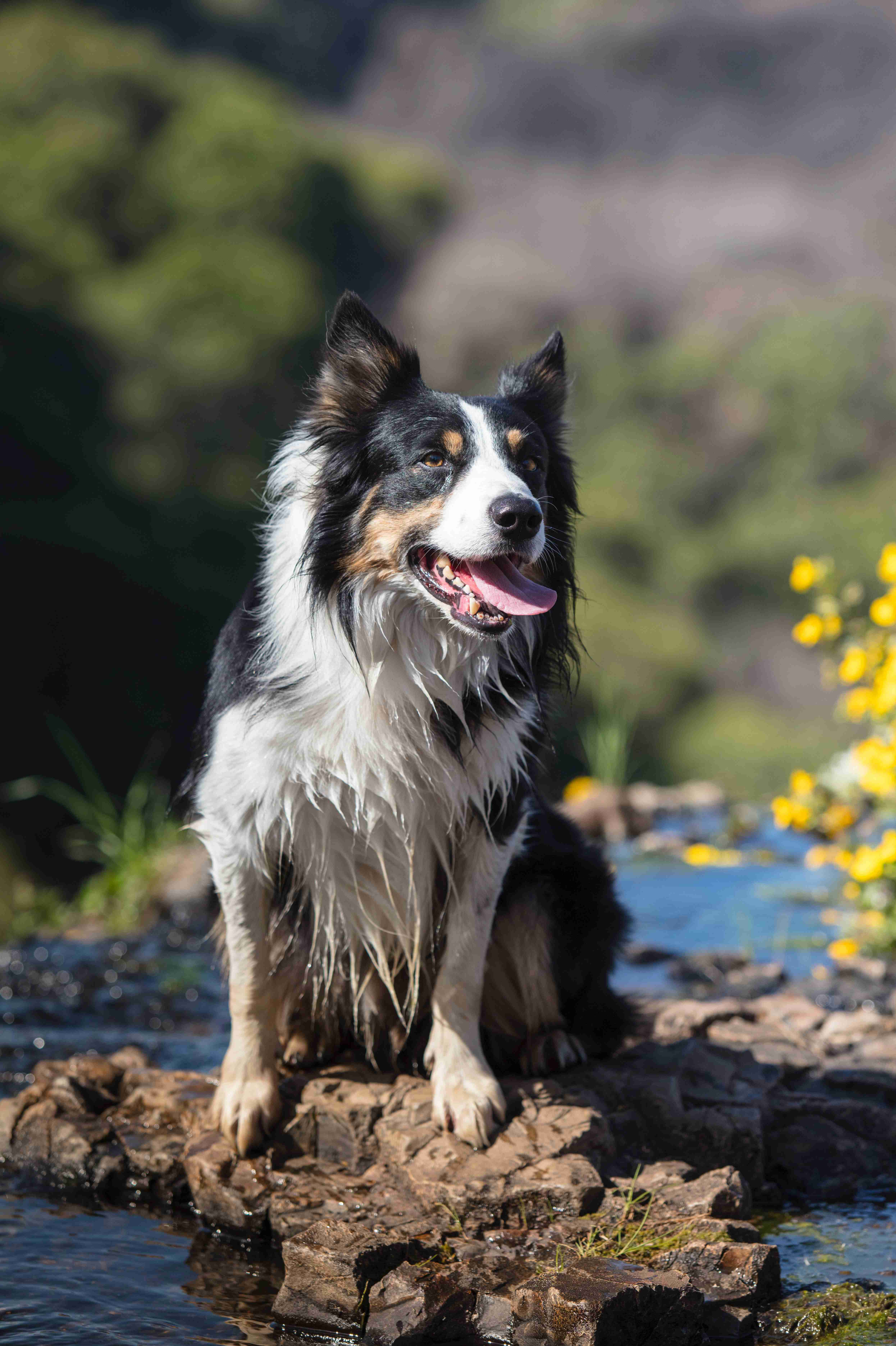 Sit, Stay, Learn: A Beginner's Guide to Teaching Your Border Collie Puppy to Sit