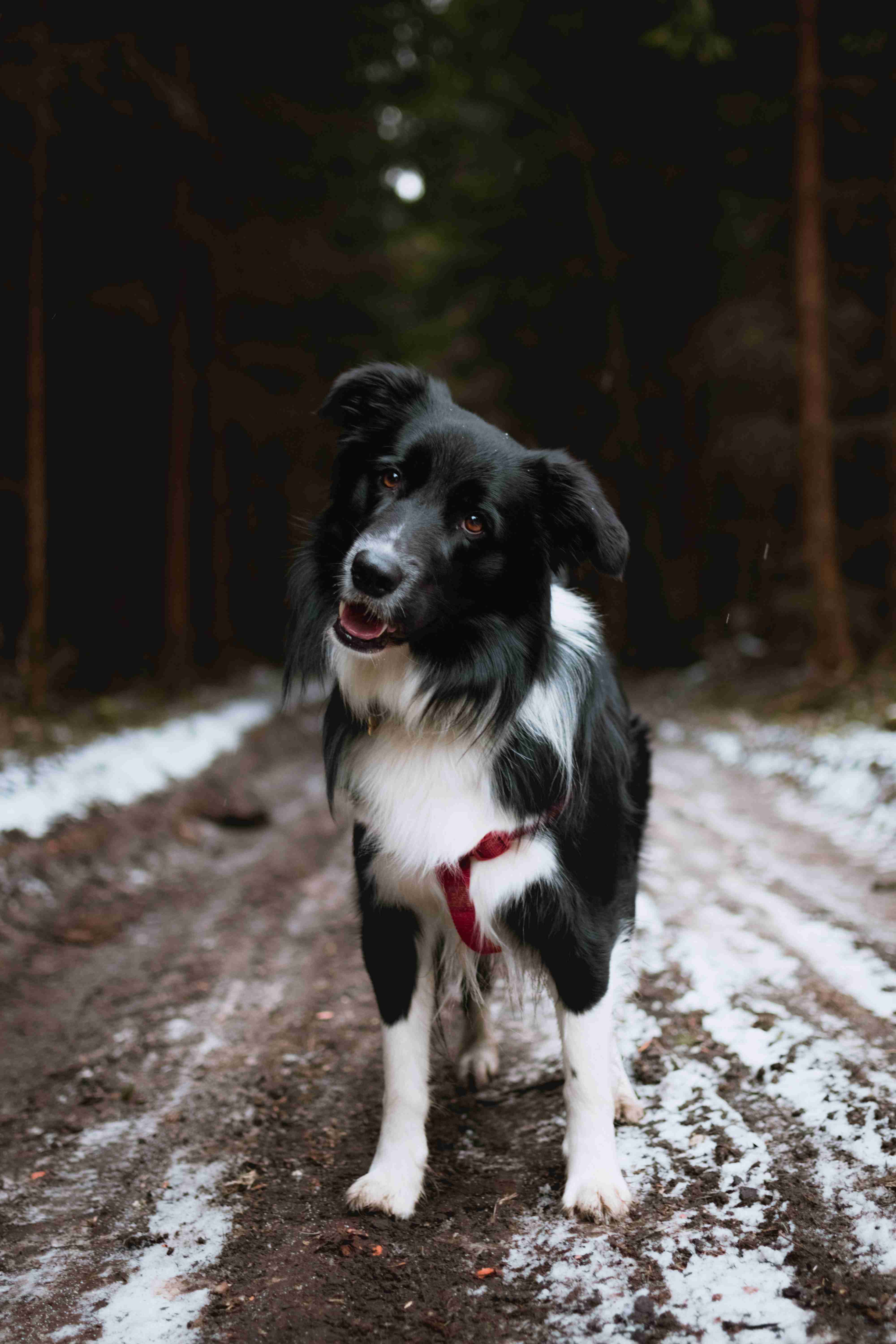 Unveiling the Truth: Can Border Collies Be Prone to Collapsed Trachea?