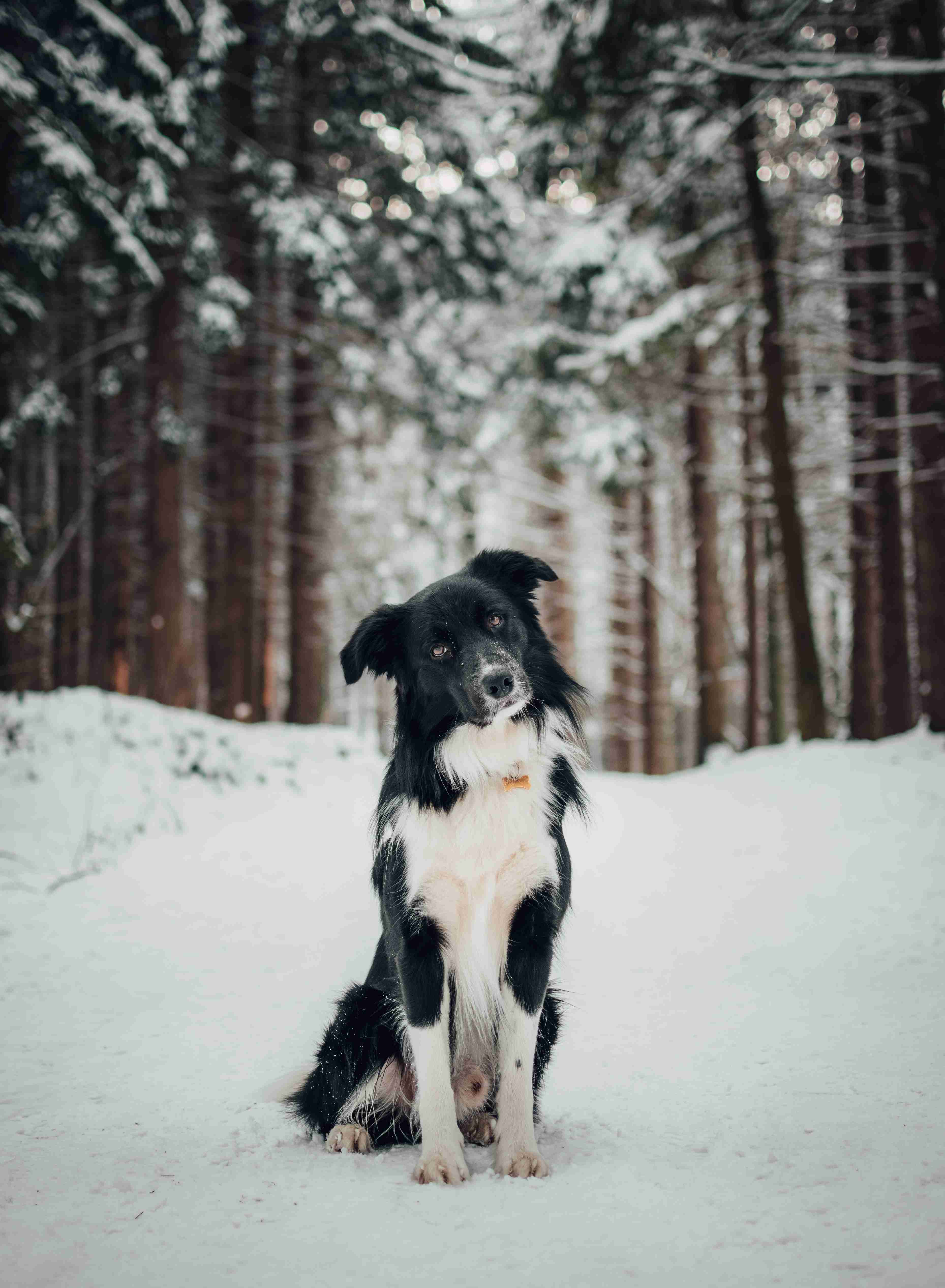 5 Easy Steps to Help Your Border Collie Cope with Being Alone