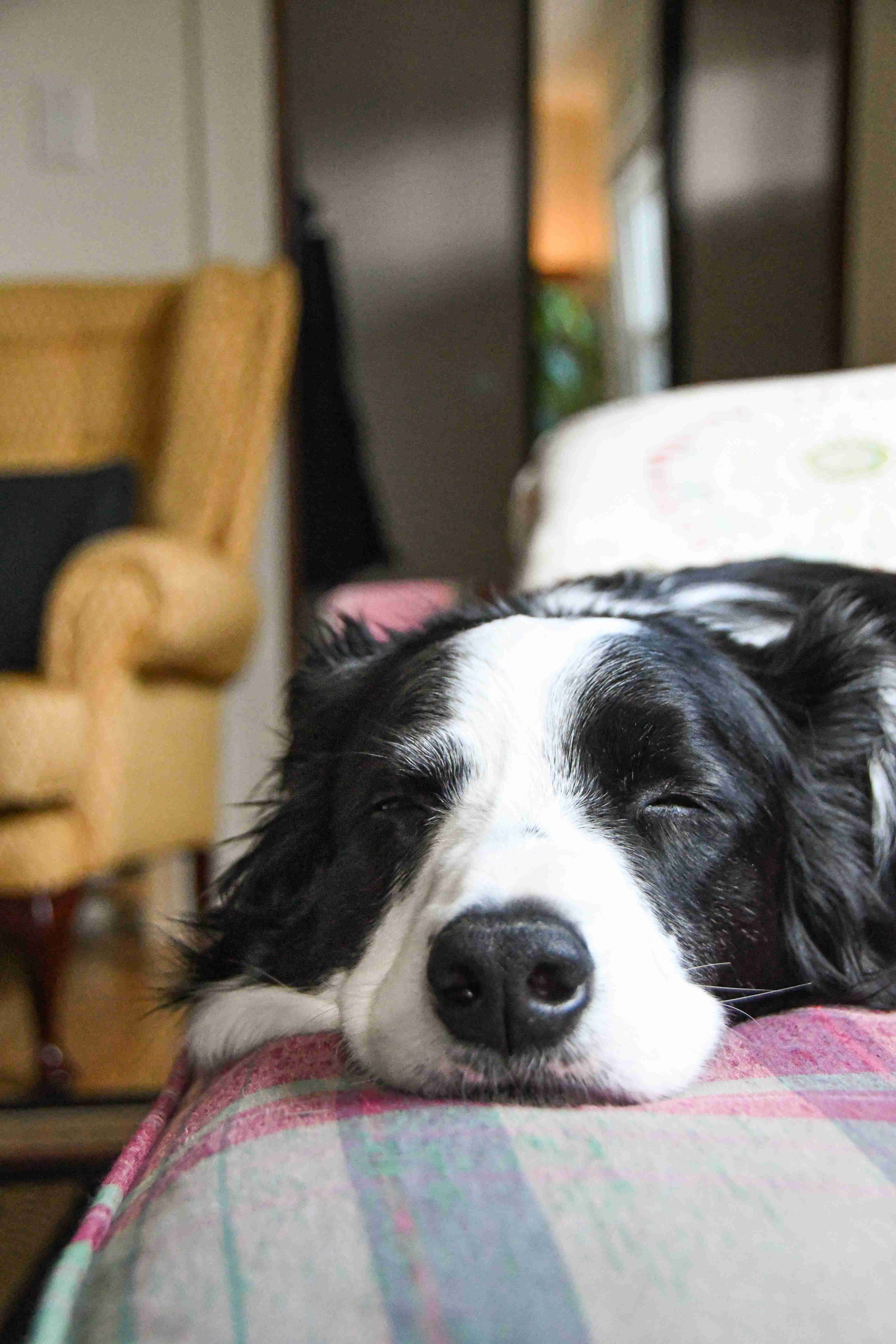 Border Collies and Cancer: Understanding the Most Common Types