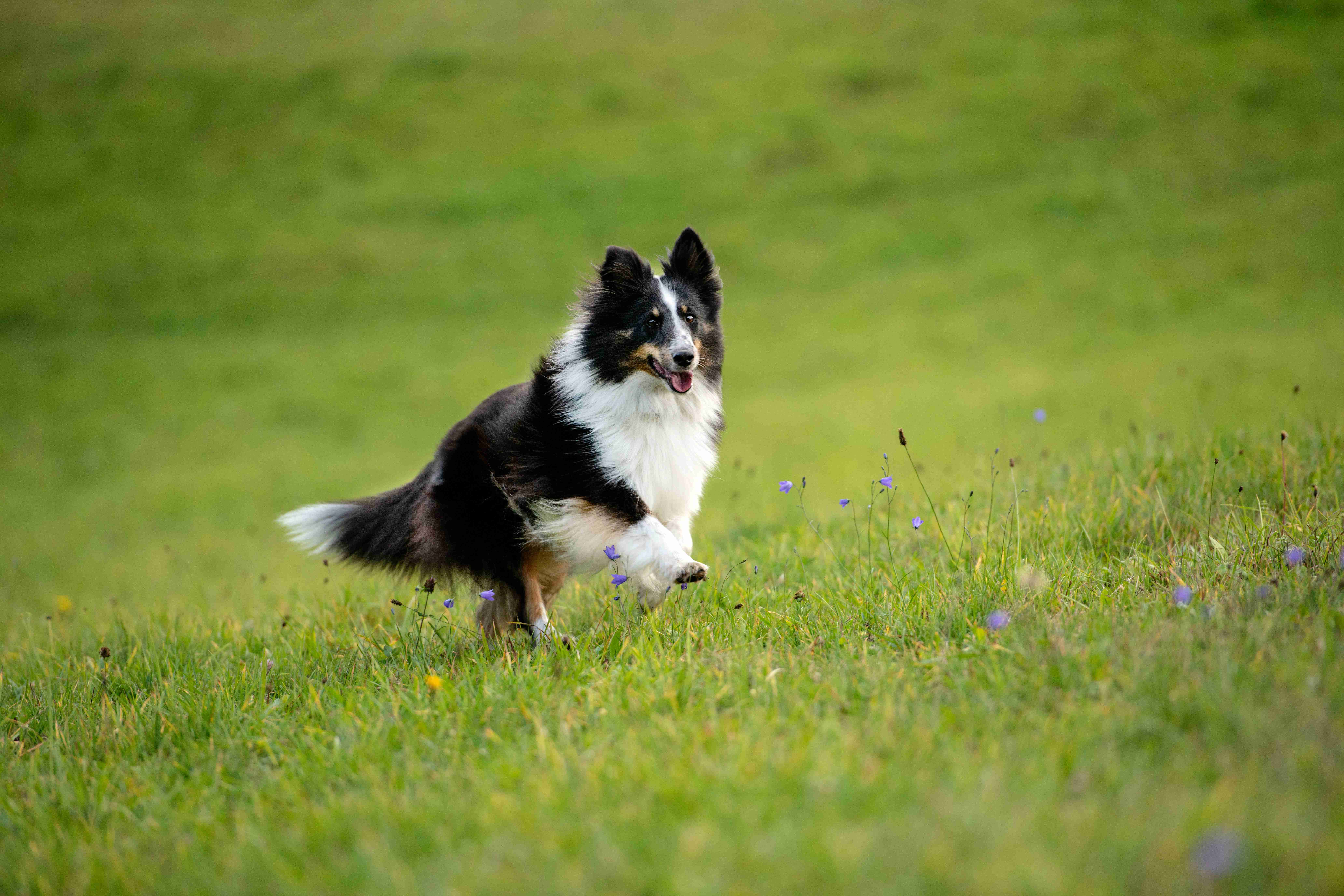 Border Collie Training: Teaching Your Dog to Speak or Stay Quiet on Command