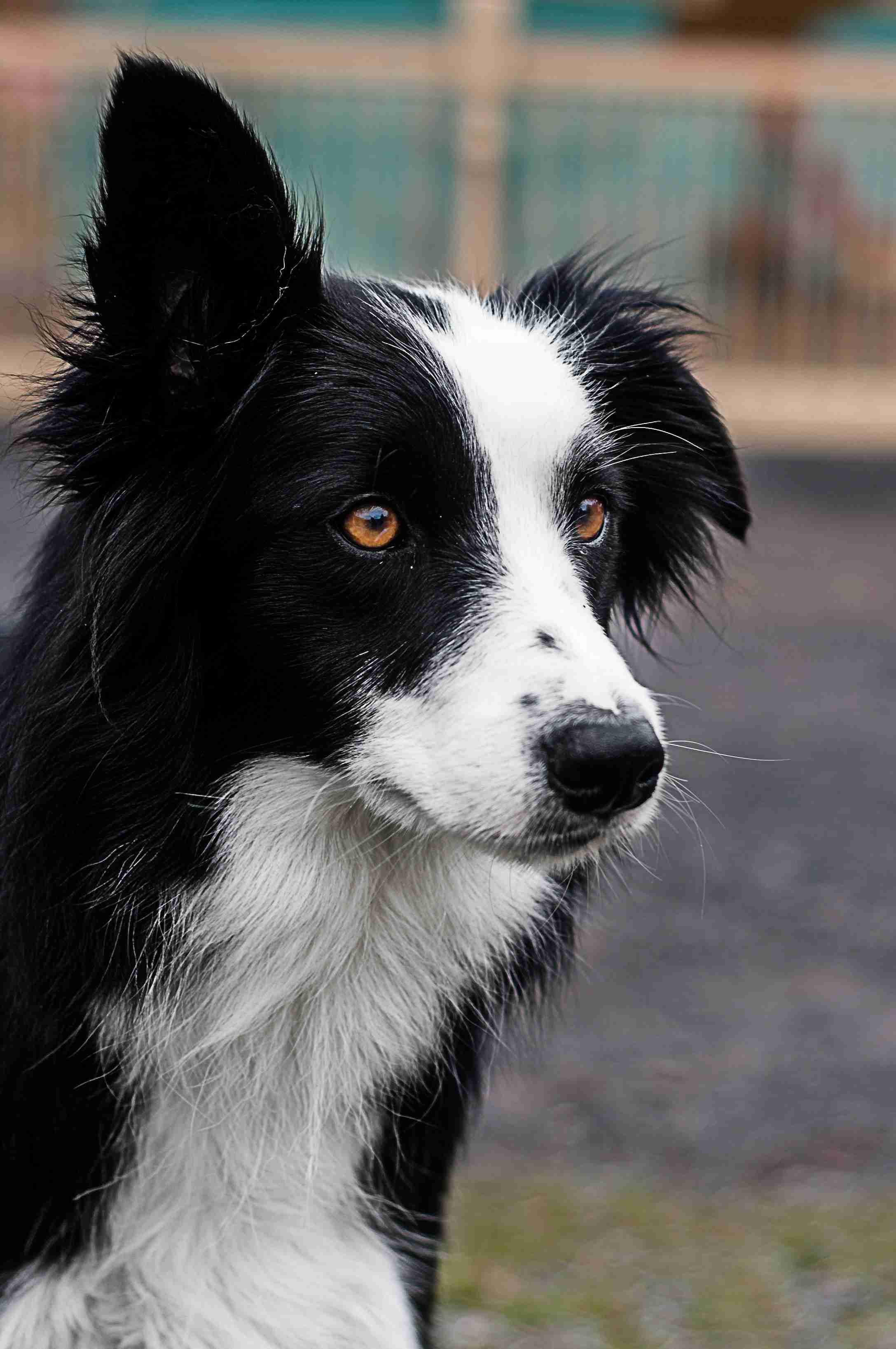 5 Easy Steps to Train Your Border Collie to Love Ear Cleaning