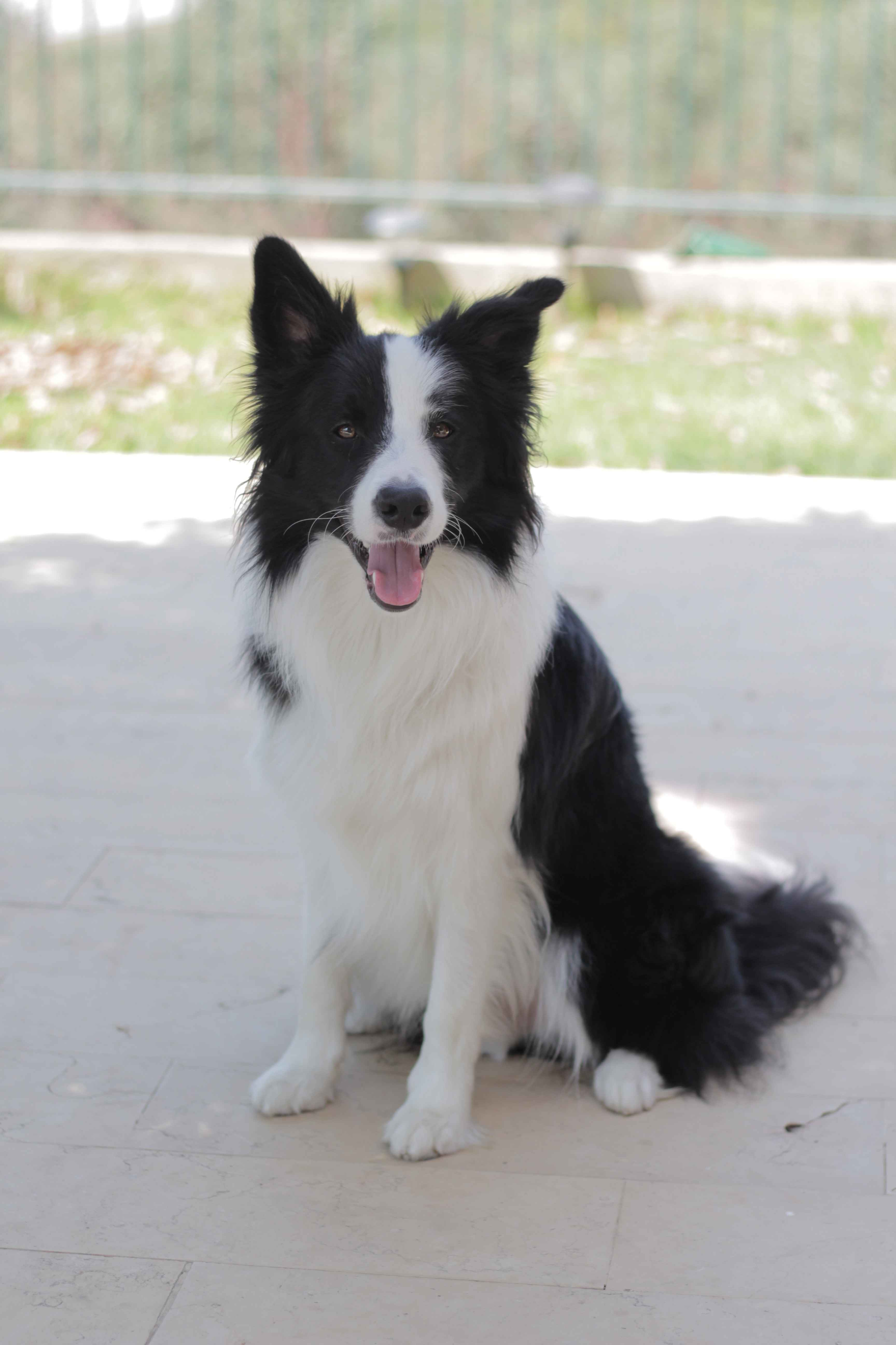 Discovering the Rainbow of Colors: A Guide to Border Collie Coat Varieties