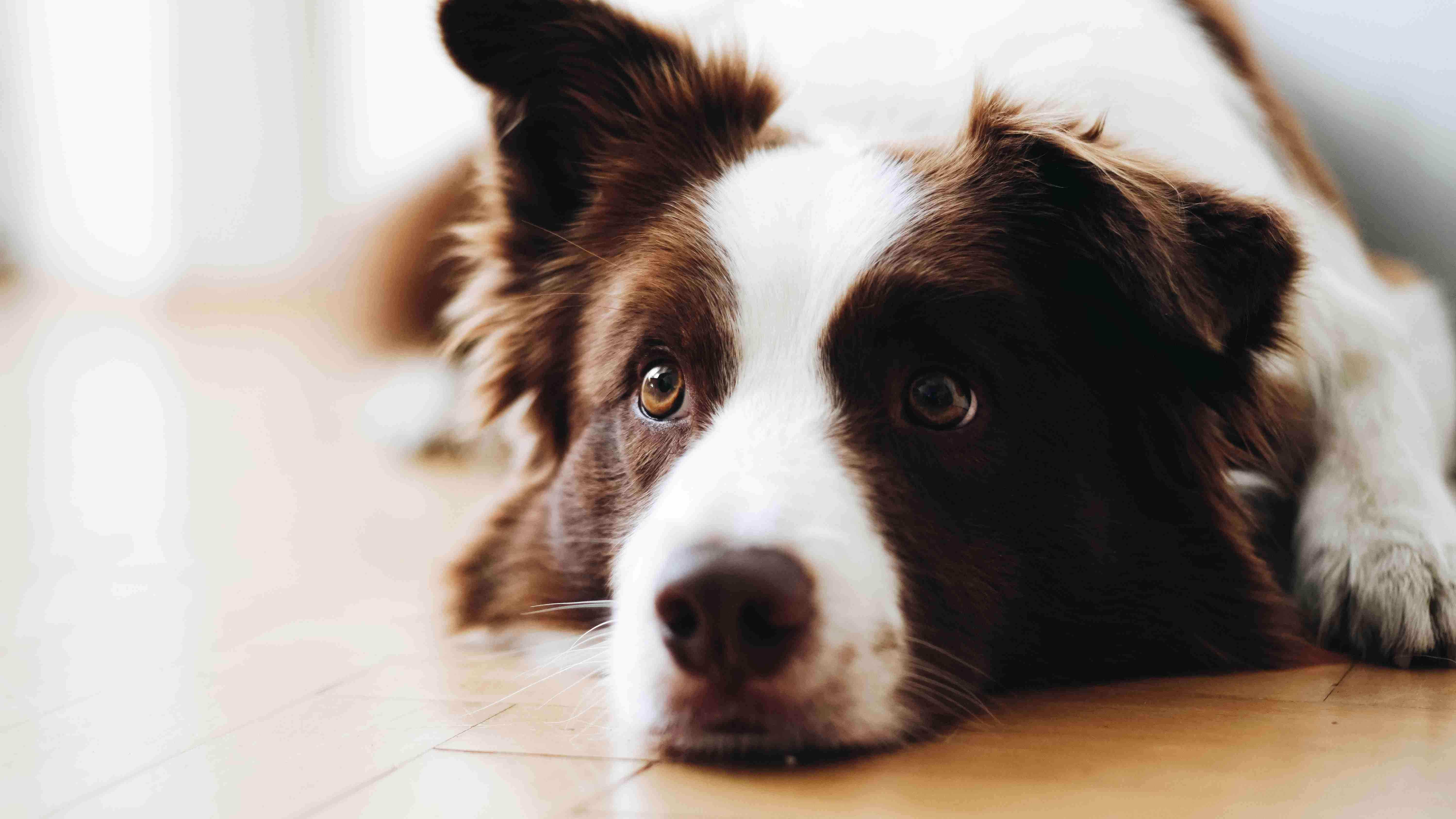 Teaching Your Border Collie to Track Scents and Find Hidden Objects: A Step-by-Step Guide