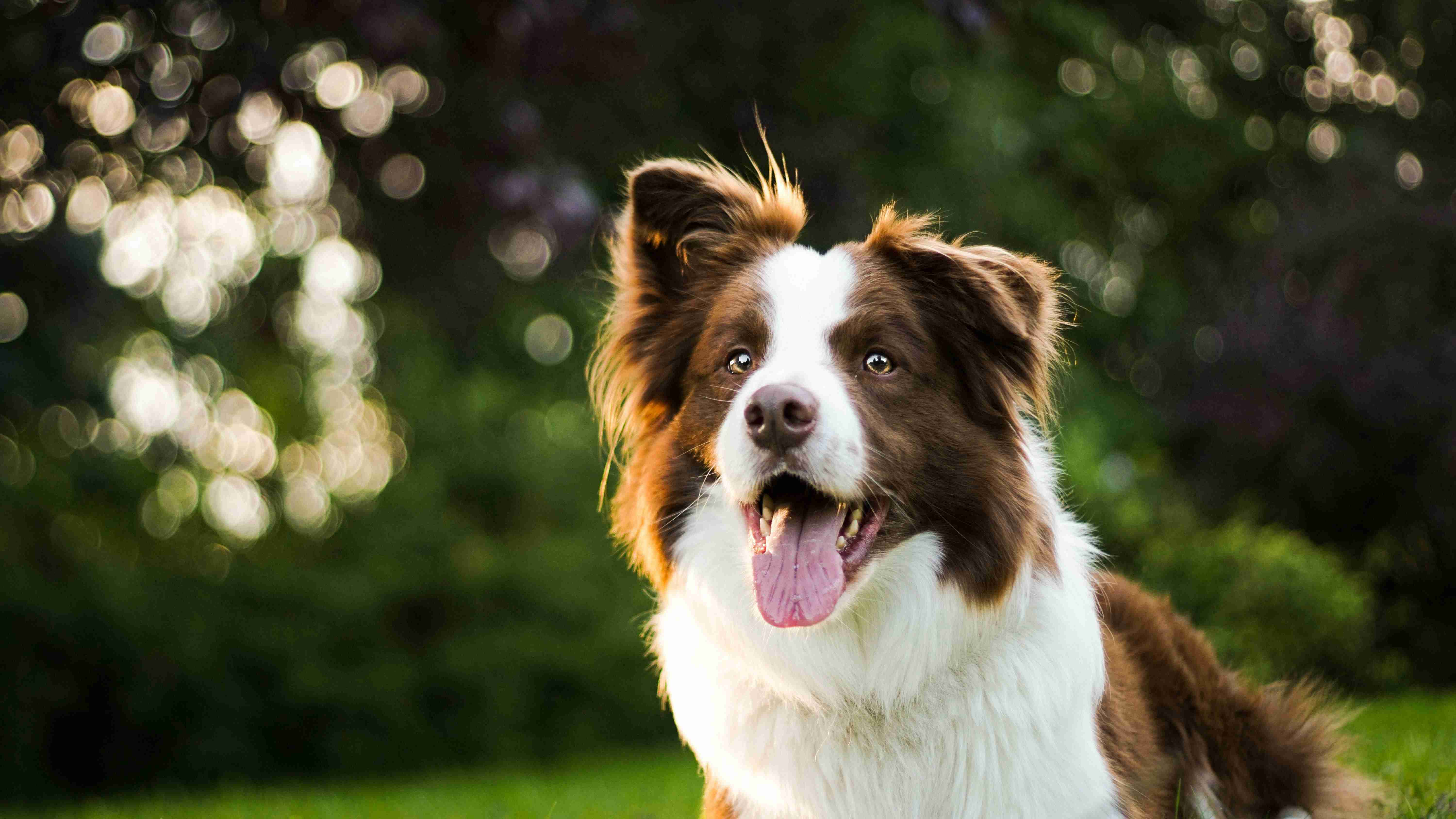 Step-by-Step Guide: Teaching your Border Collie Puppy to Stay