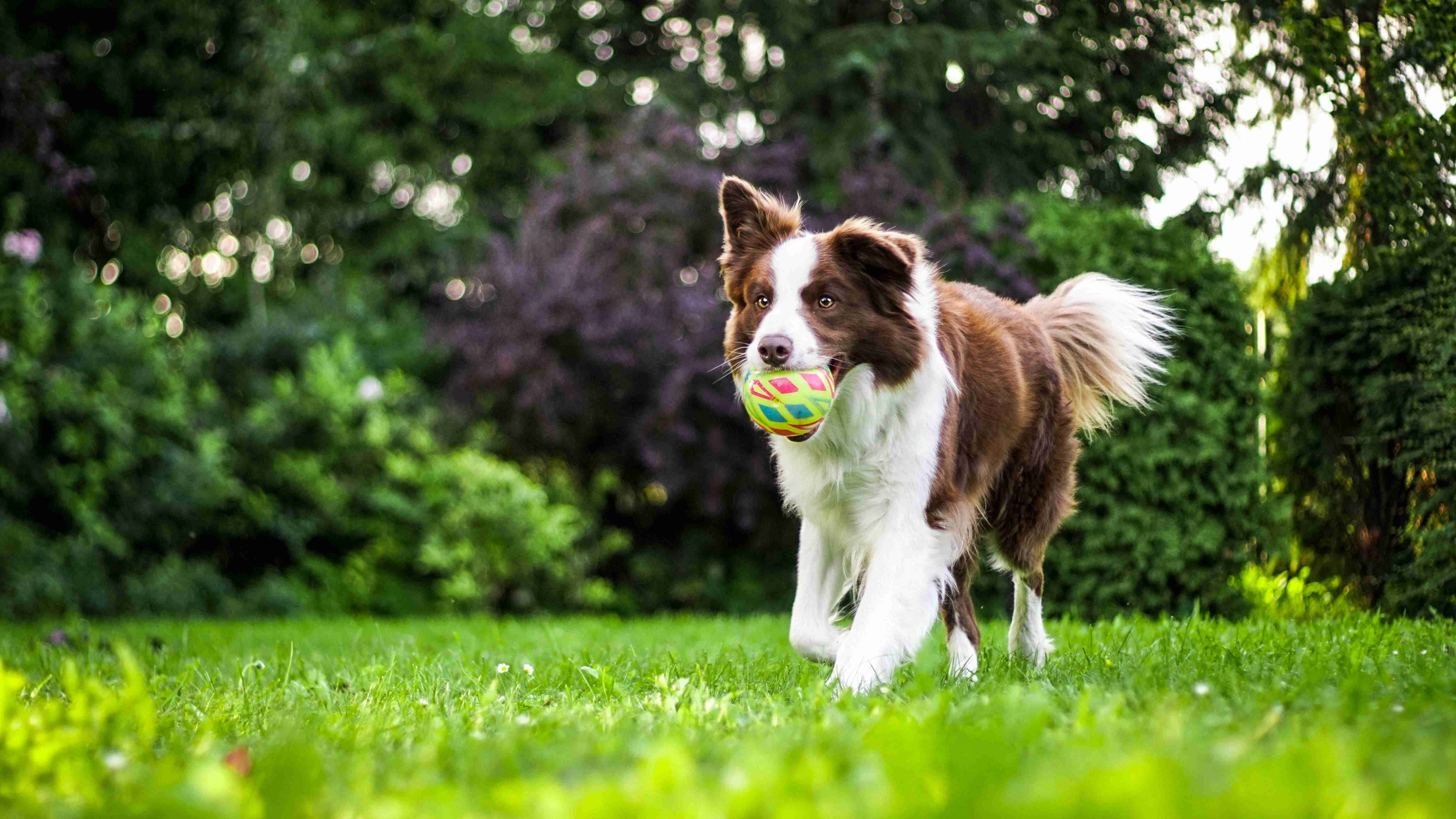 Unleashing Fun: Discovering the Best Activities for Your Border Collie's Active Lifestyle