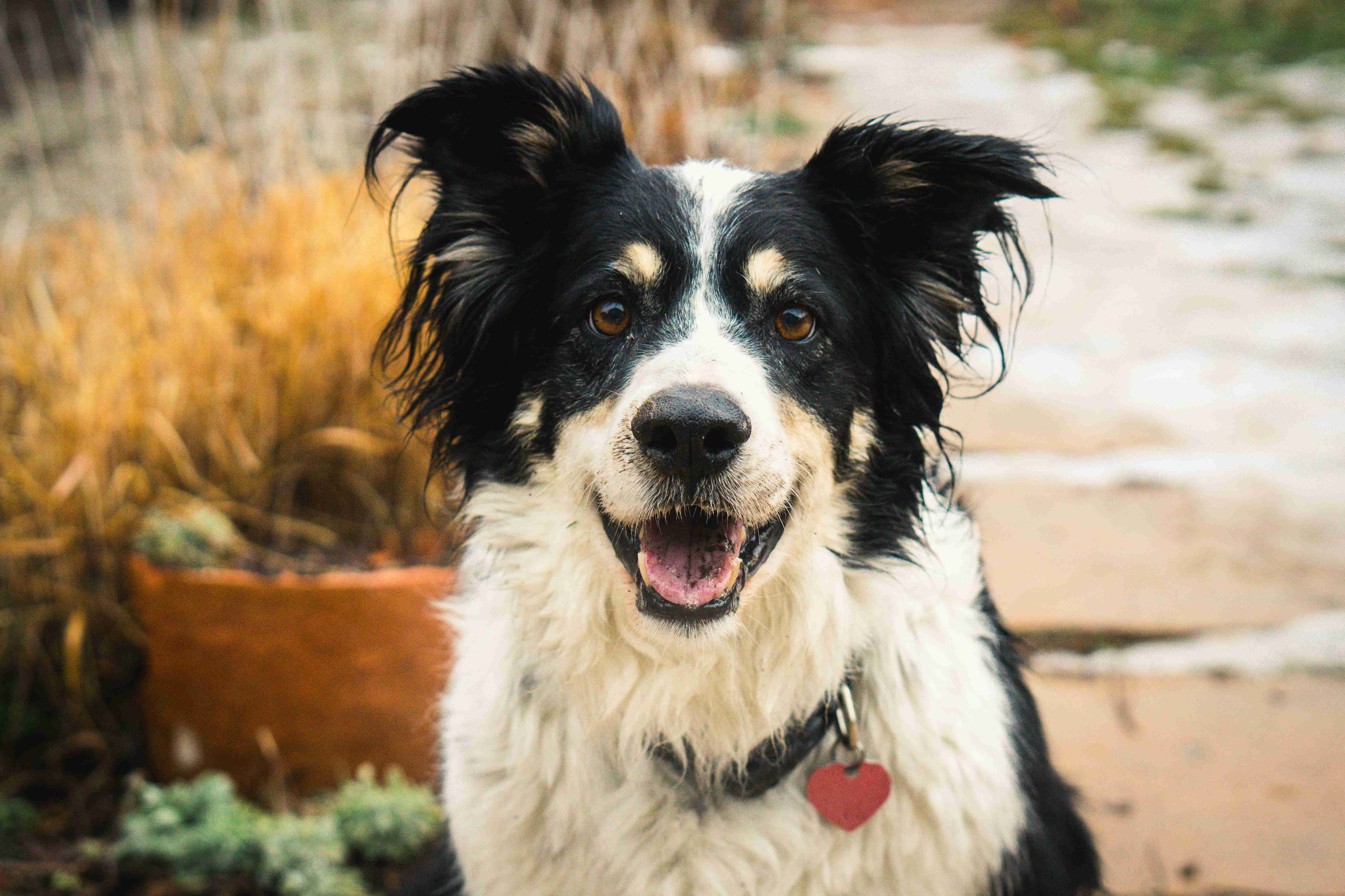 Step-by-Step Guide to Teach Your Border Collie to Lie Down: Tips and Tricks