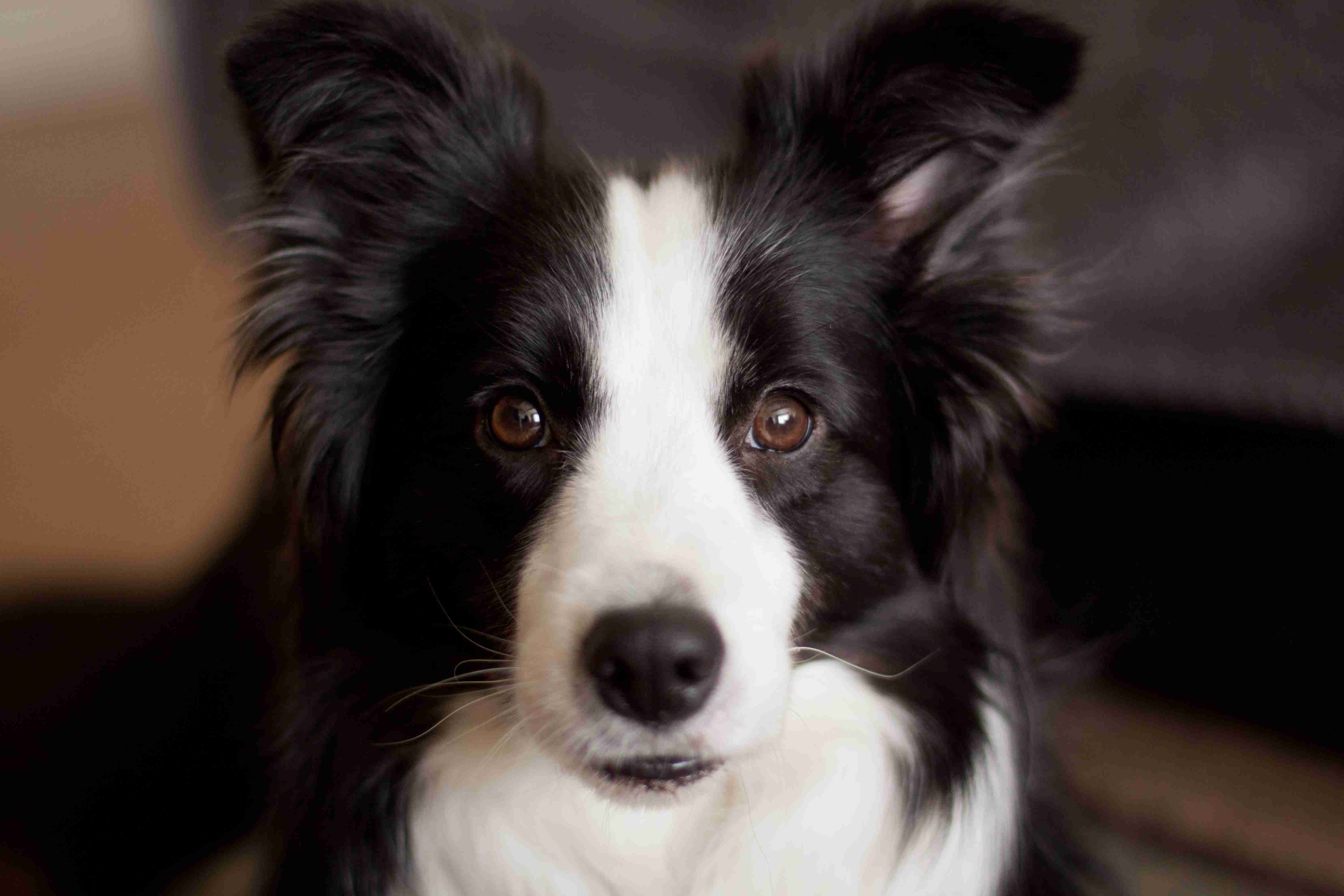 Unveiling the Truth: How Common is Cancer in Border Collies?