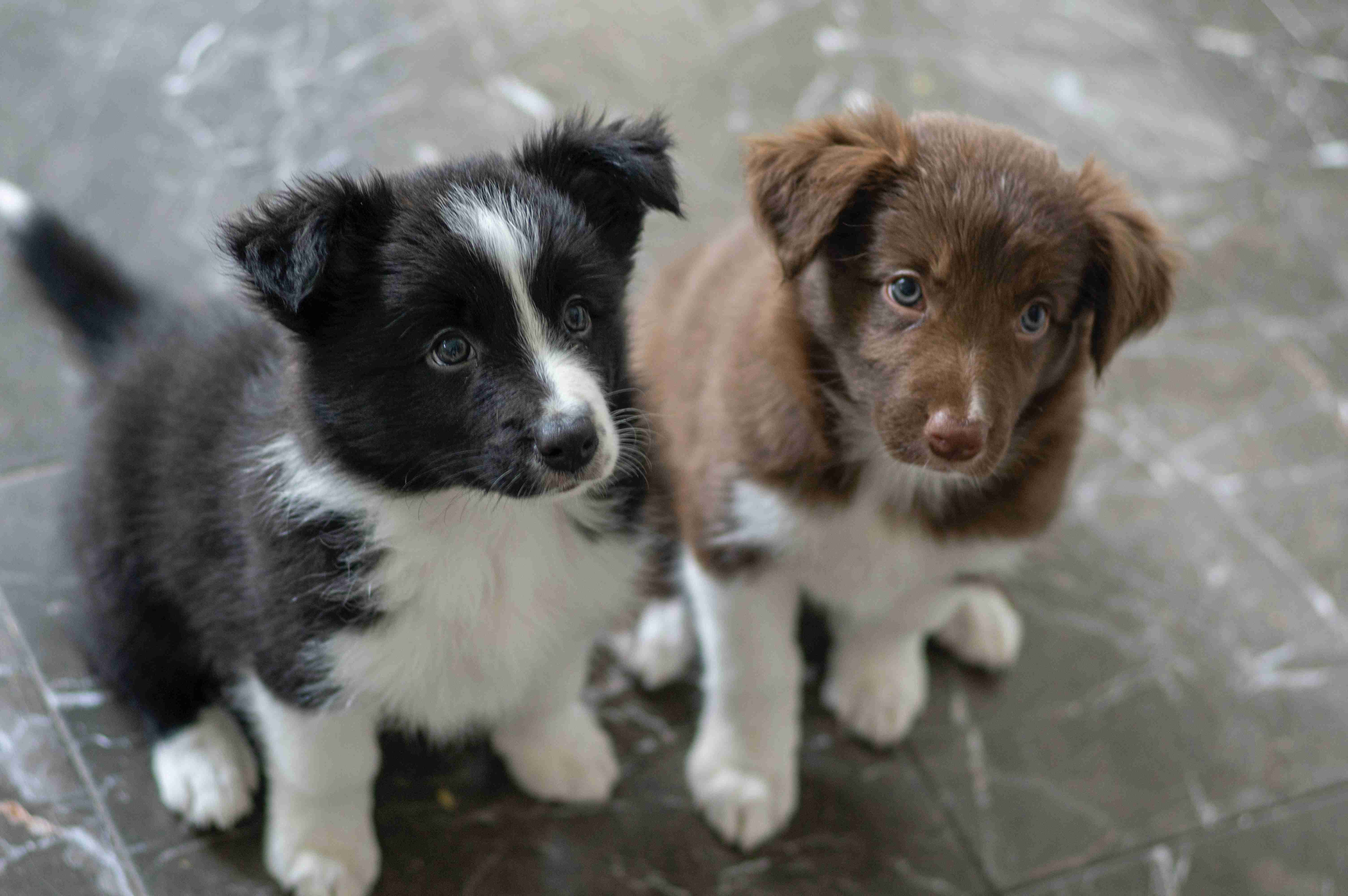 Teaching Your Border Collie Puppy to Speak: A Step-by-Step Guide