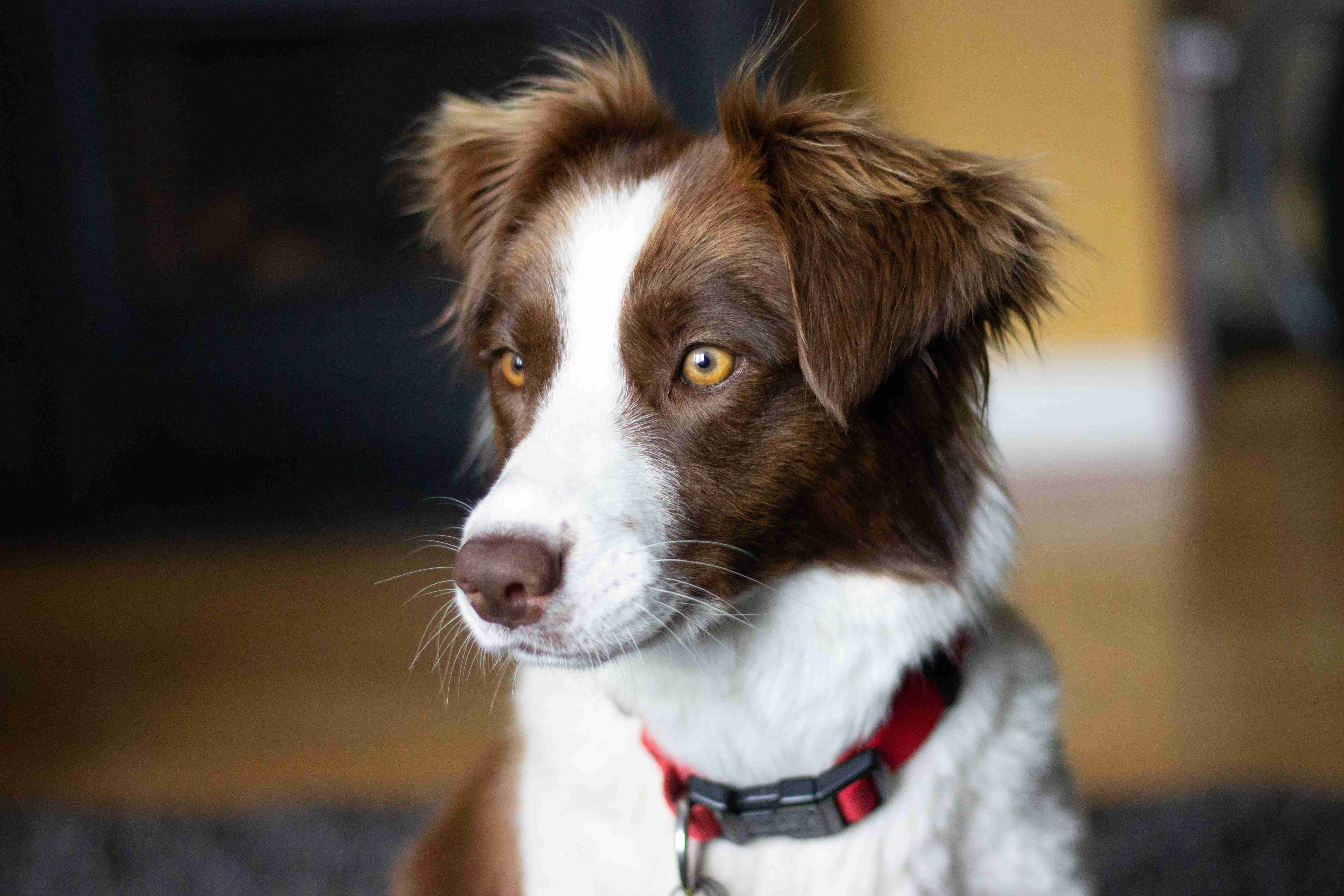 Road Trip Ready: Tips for Training Your Border Collie to Love Car Rides