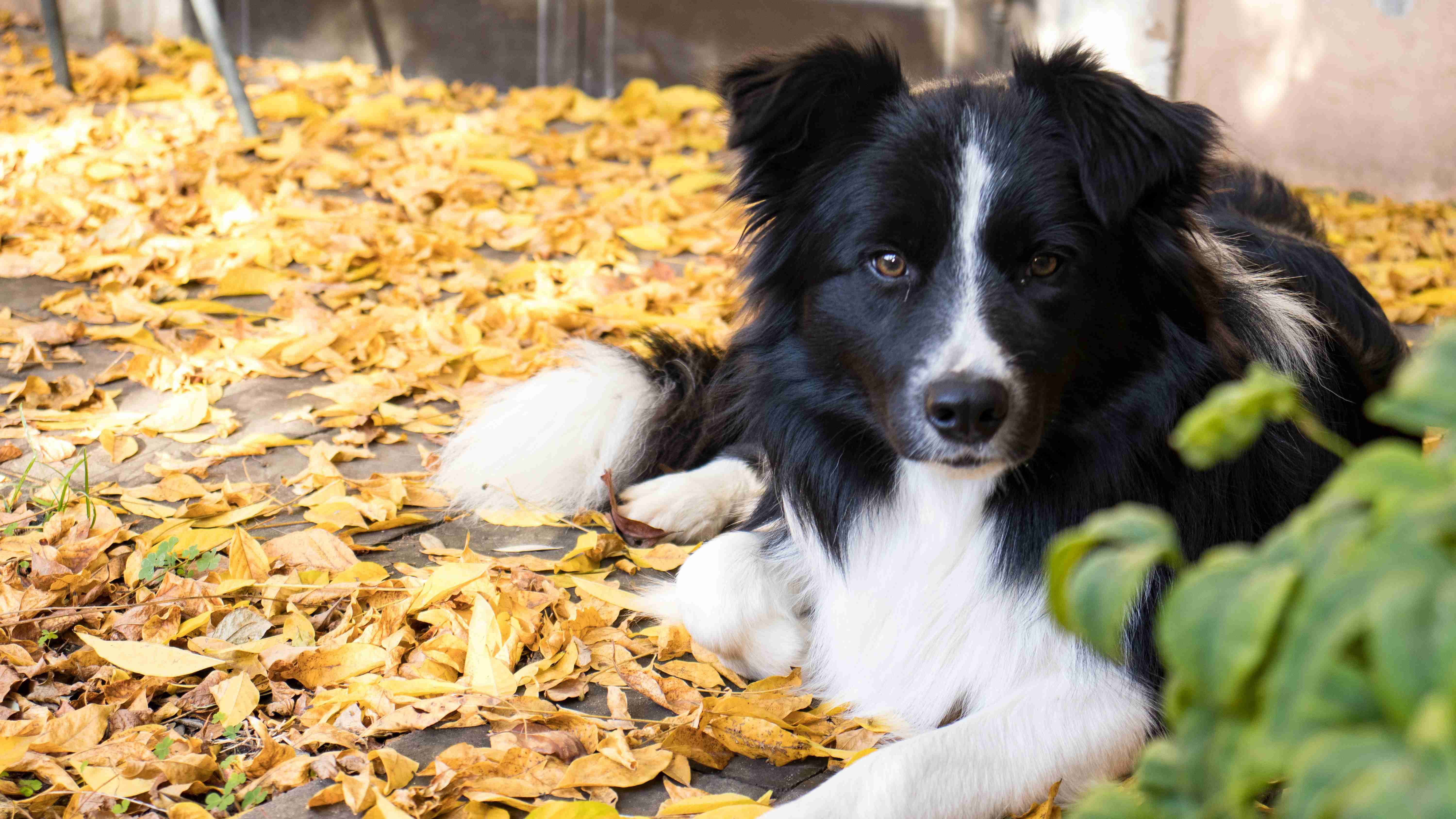 Border Collie Training 101: Tips to Help Your Dog Feel Comfortable in New Environments and Around New People