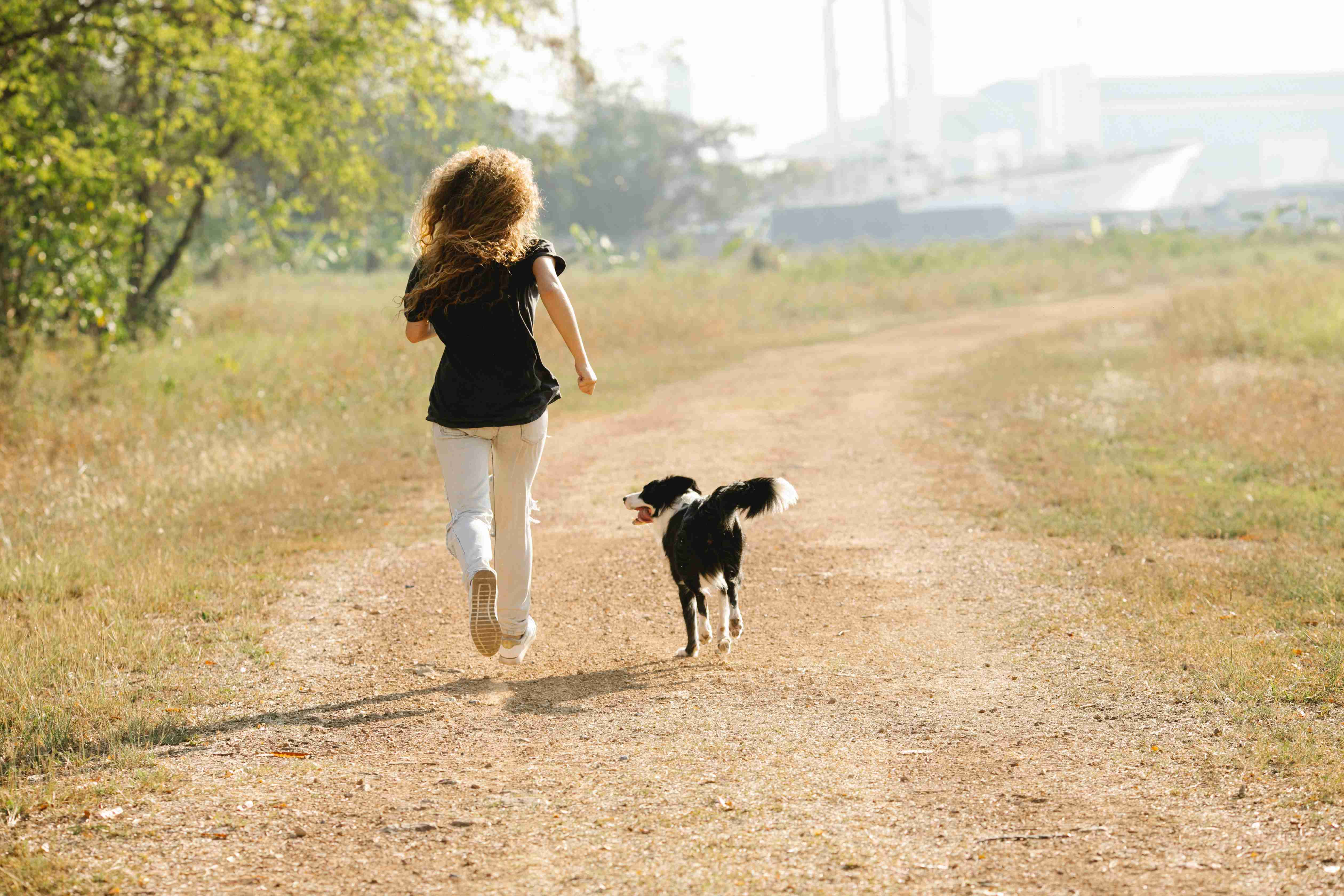 Unlocking the Trainability Level of Border Collies: A Guide for Pet Parents