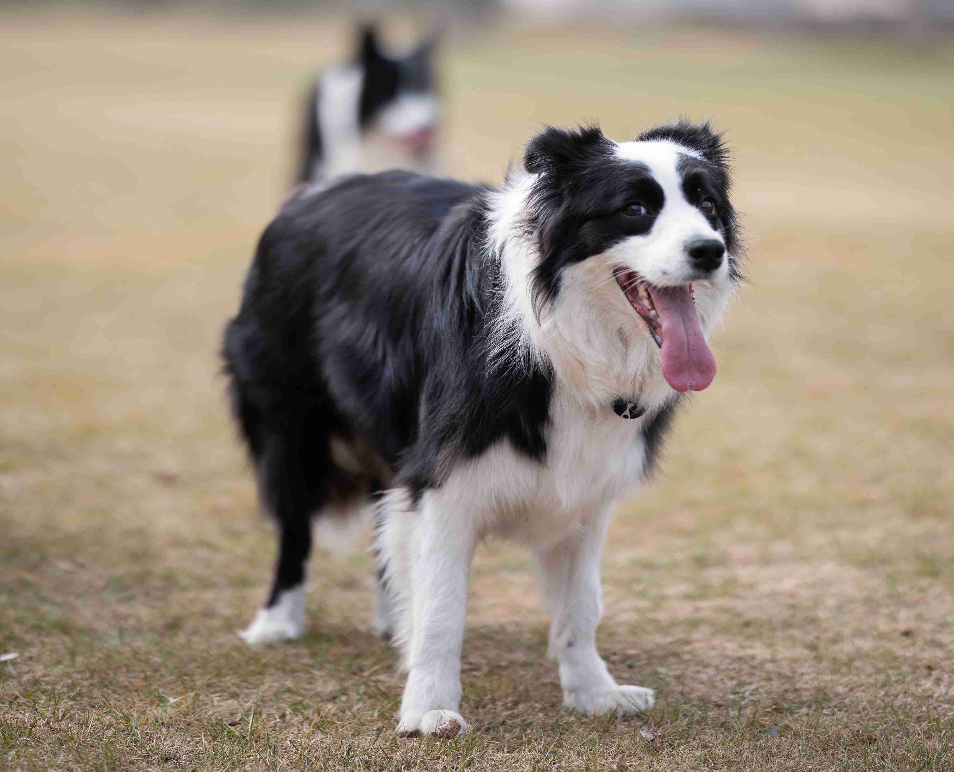 Step-by-Step Guide: Teaching Your Border Collie Puppy to Lay Down
