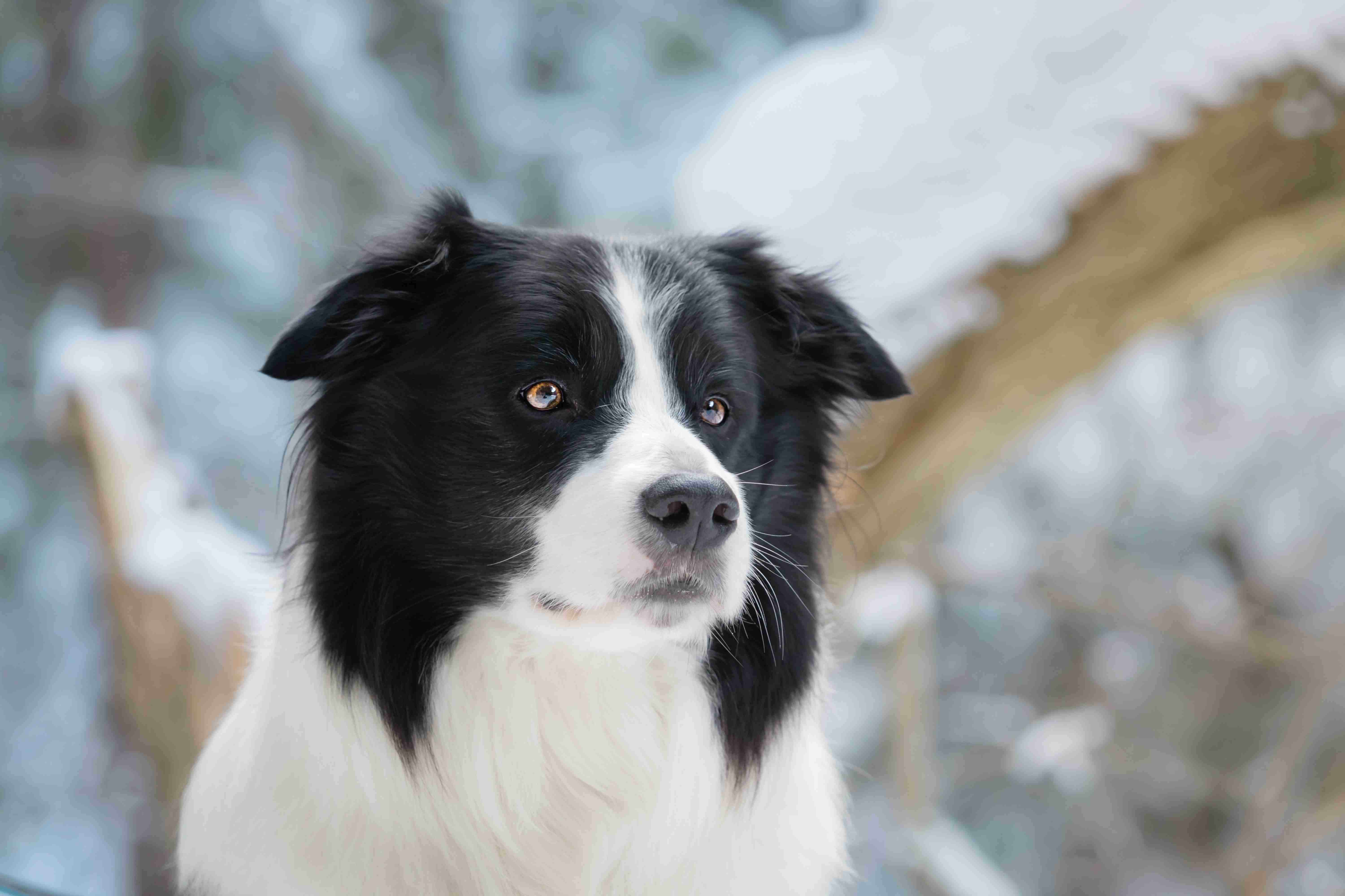 Protecting Your Border Collie's Heart Health: Common Heart Problems to Watch out For