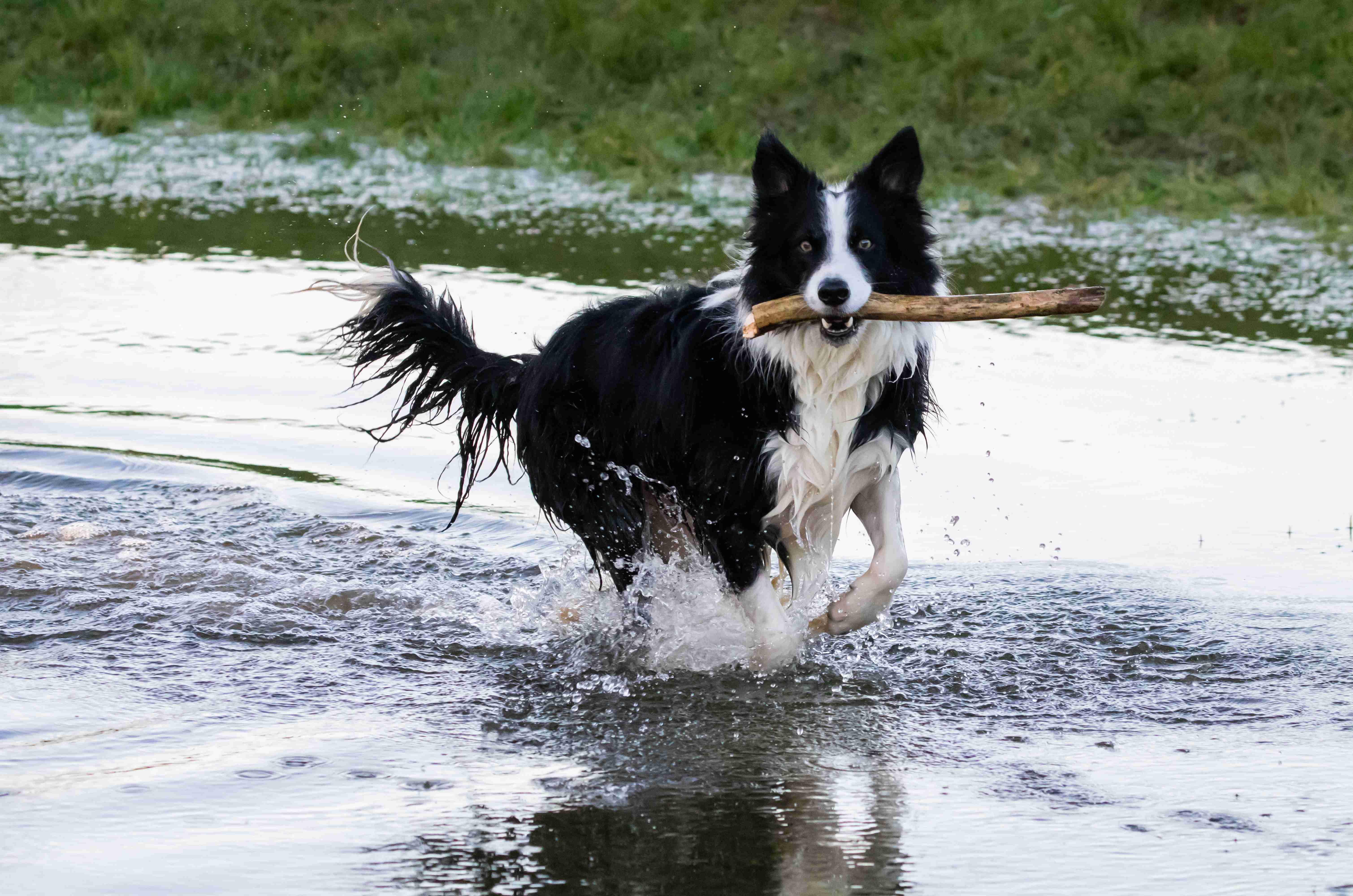 Border Collies and Liver Cancer: Understanding the Risk and Prevention Strategies
