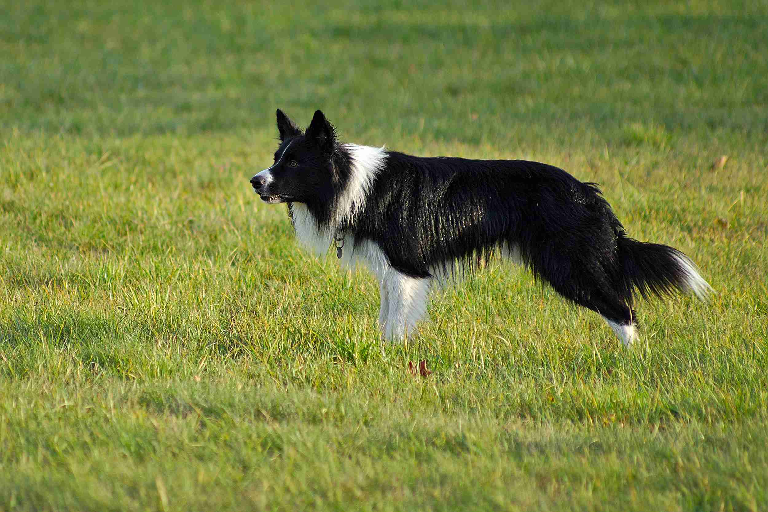 Border Collie Exercise Guide: How Much Activity Does Your Pup Need Daily?