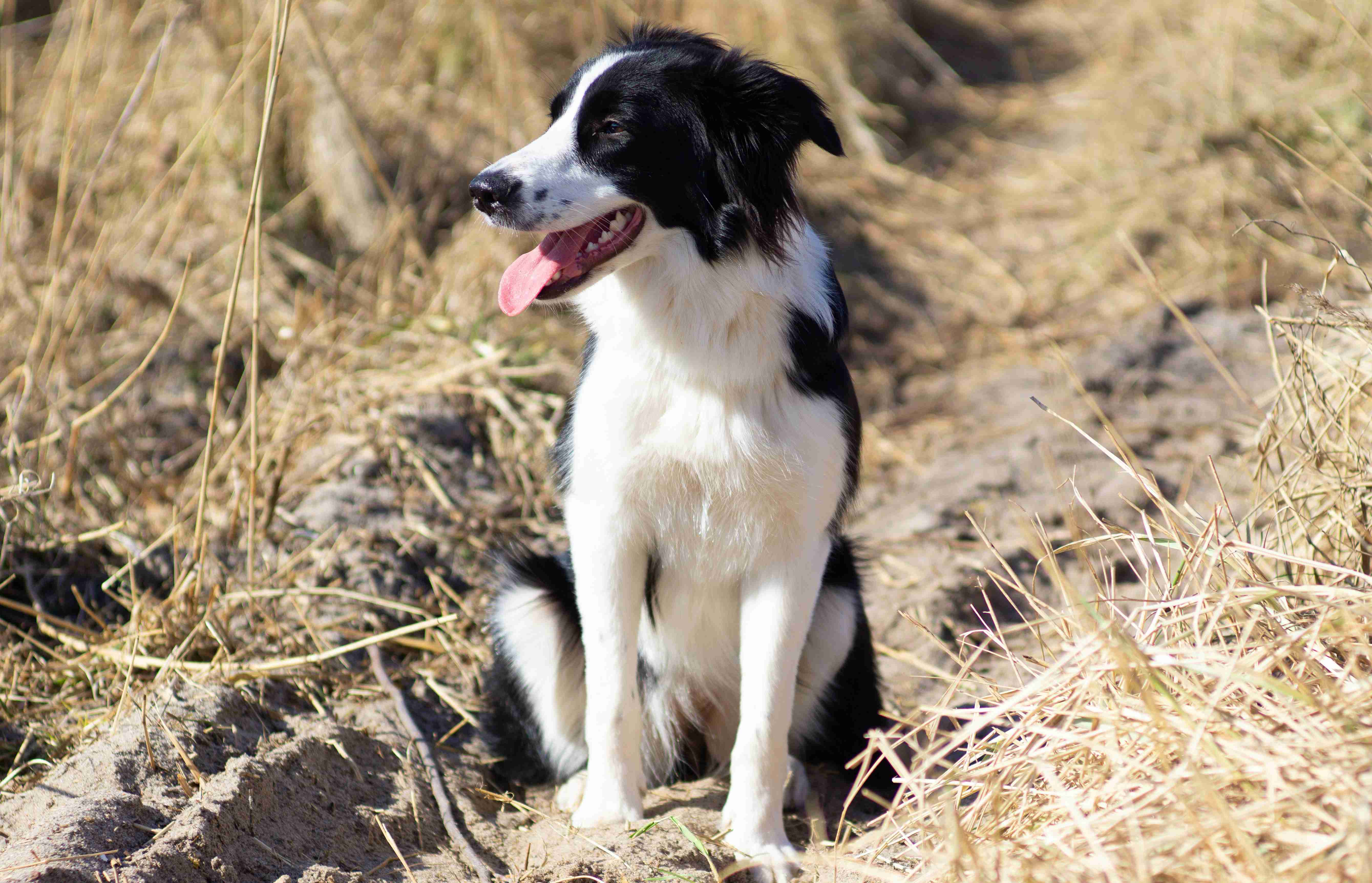 Border Collie Training: Tips to Help Your Dog Feel Confident in New Environments