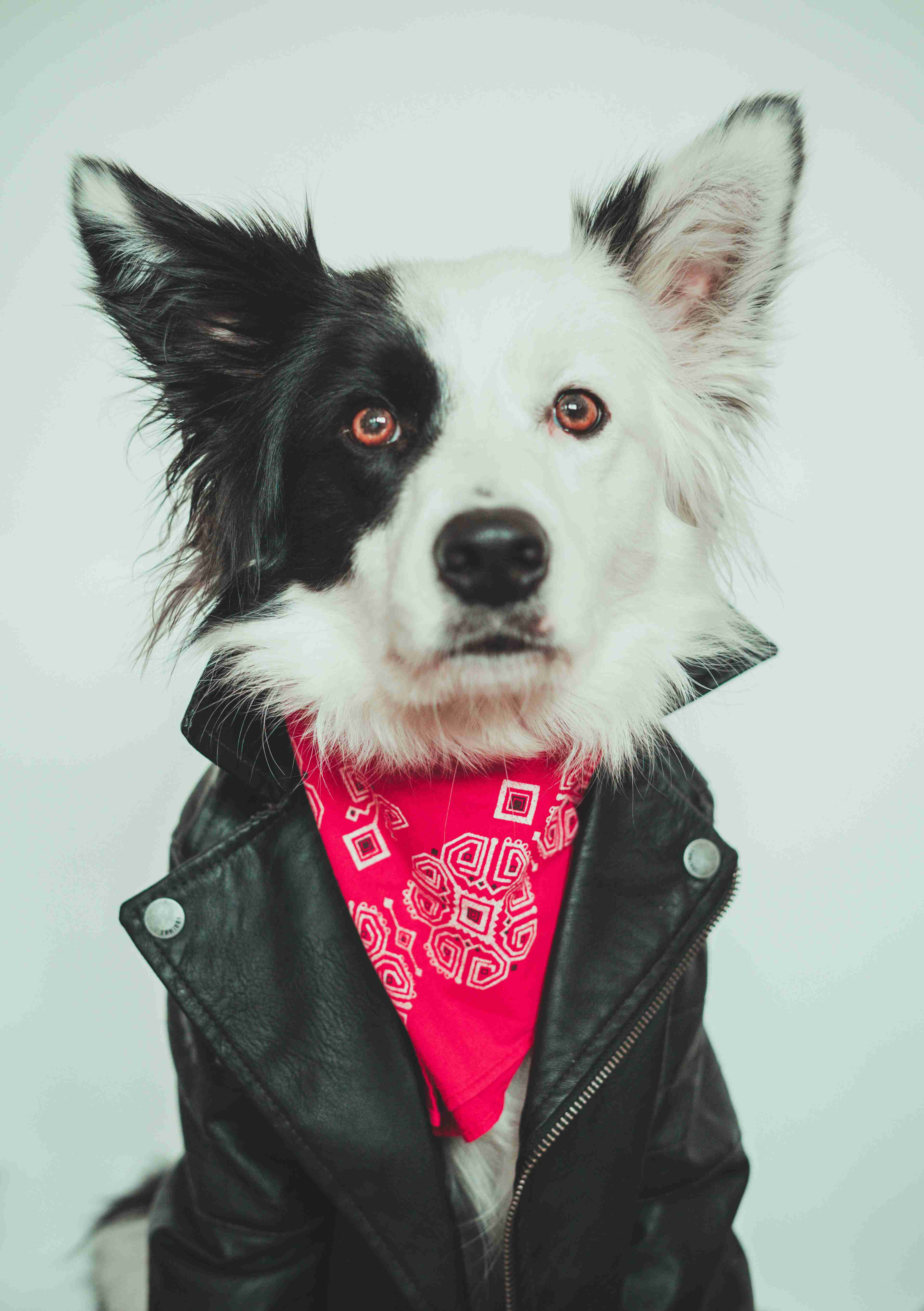 Jumping Jack No More: A Guide to Teaching Your Border Collie Puppy Not to Jump on People