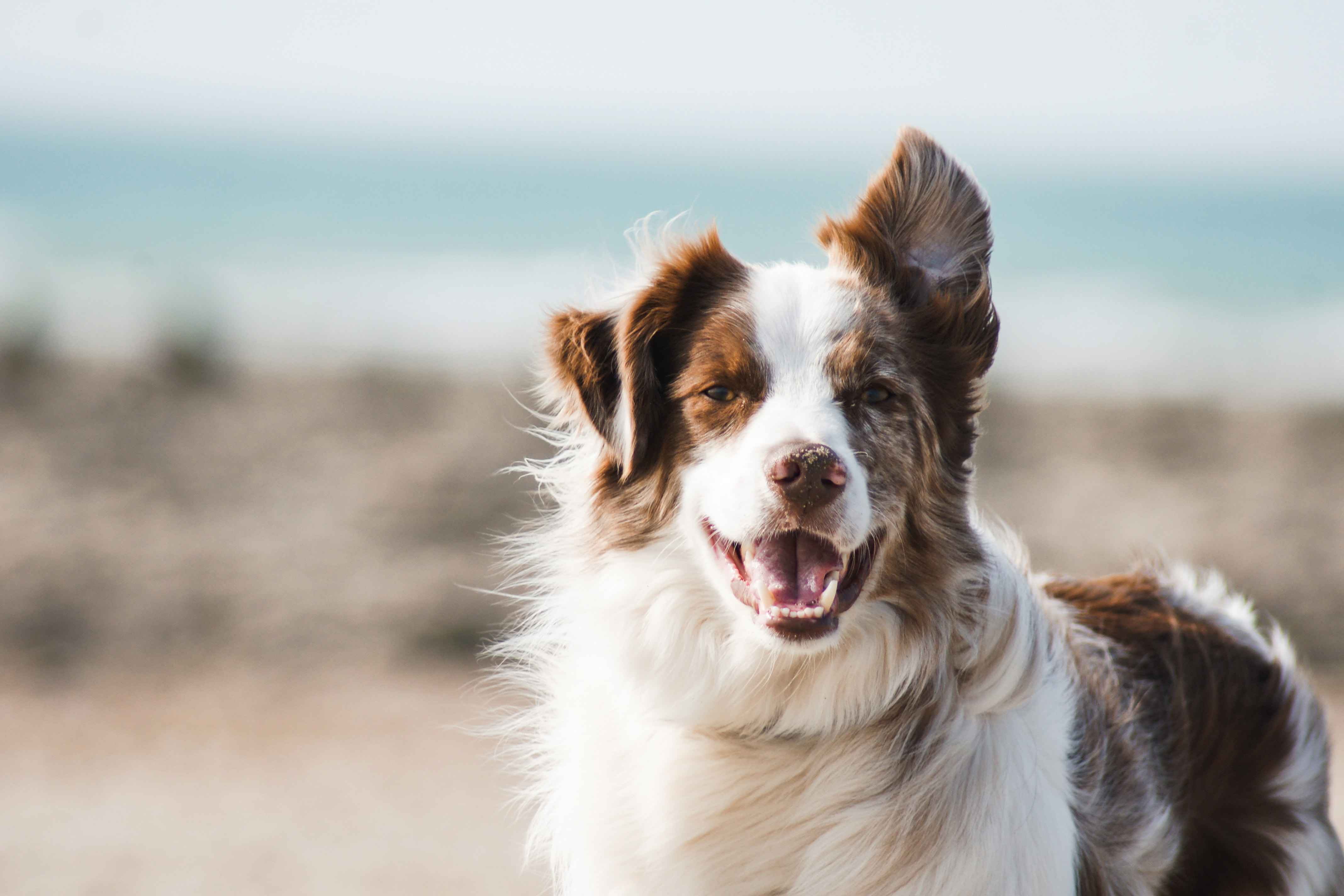 Border Collies and Other Dogs: Understanding Their Social Behavior