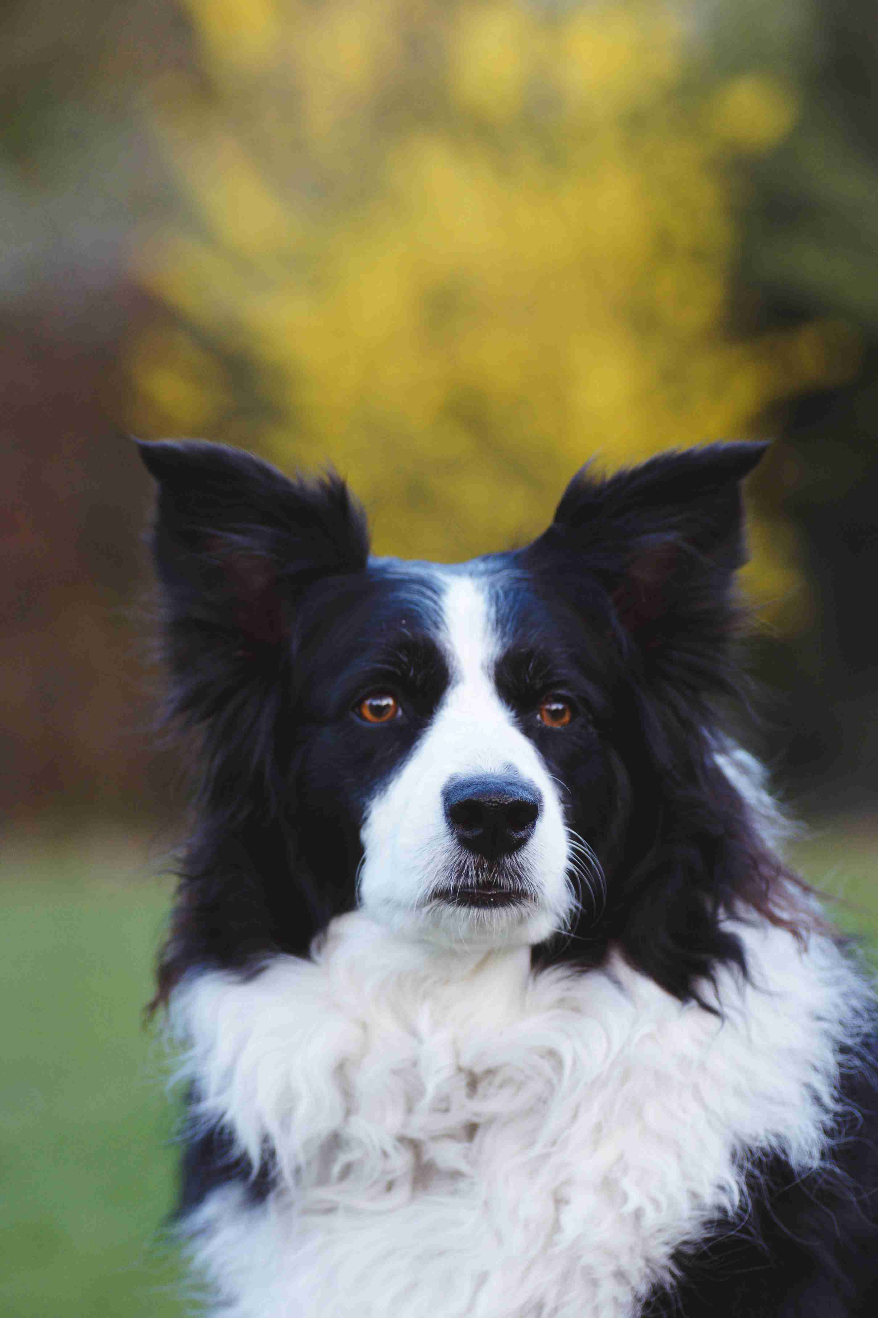Eye-Opening Facts About Border Collies: Are They Prone to Eye Problems?