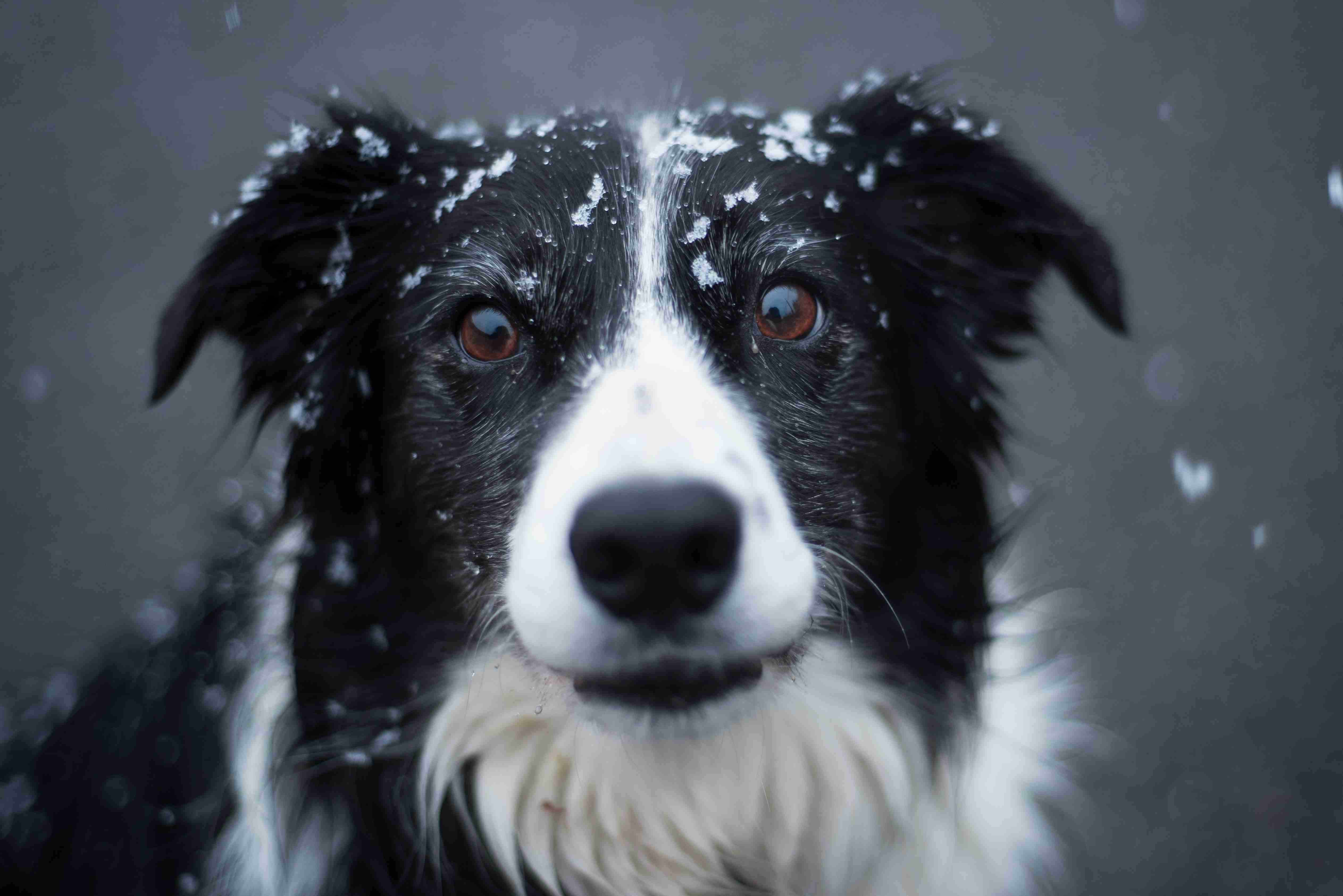 Training a Fearless Border Collie: Tips to Help Your Dog Overcome Loud Noise Anxiety