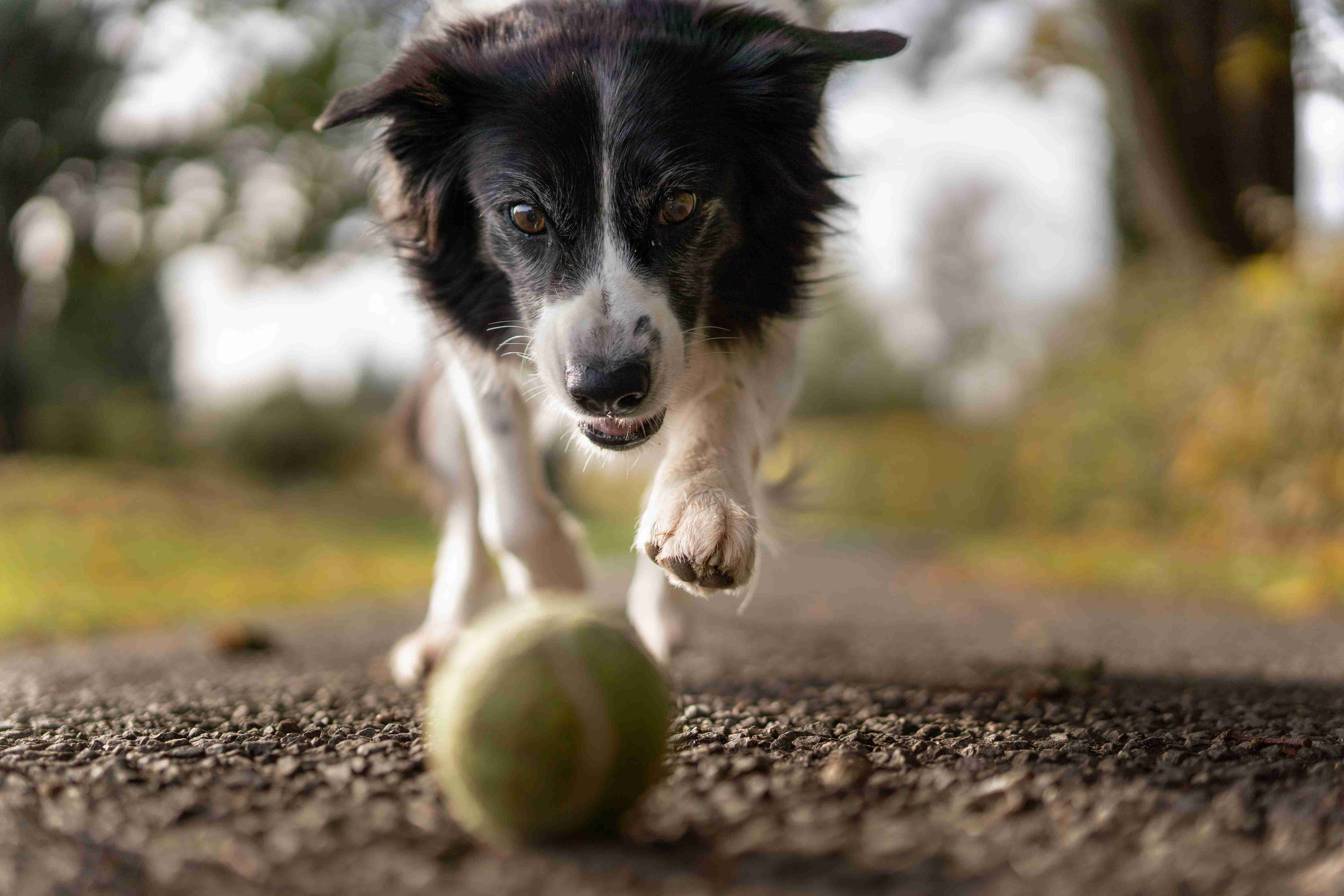 Teaching Your Border Collie Puppy to Stay: Easy Steps to Follow