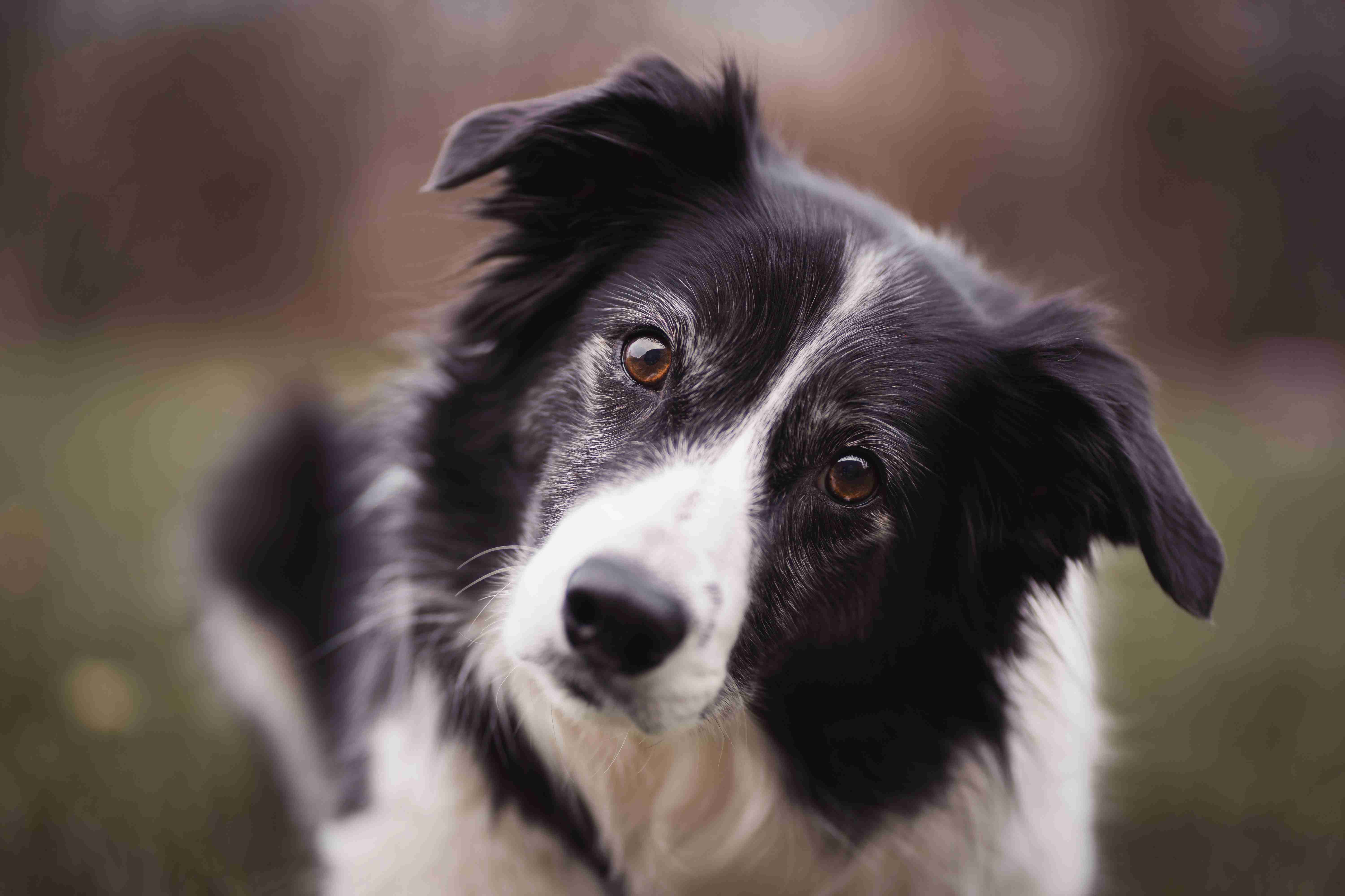 Debunking Common Myths About Border Collies: Separating Fact from Fiction