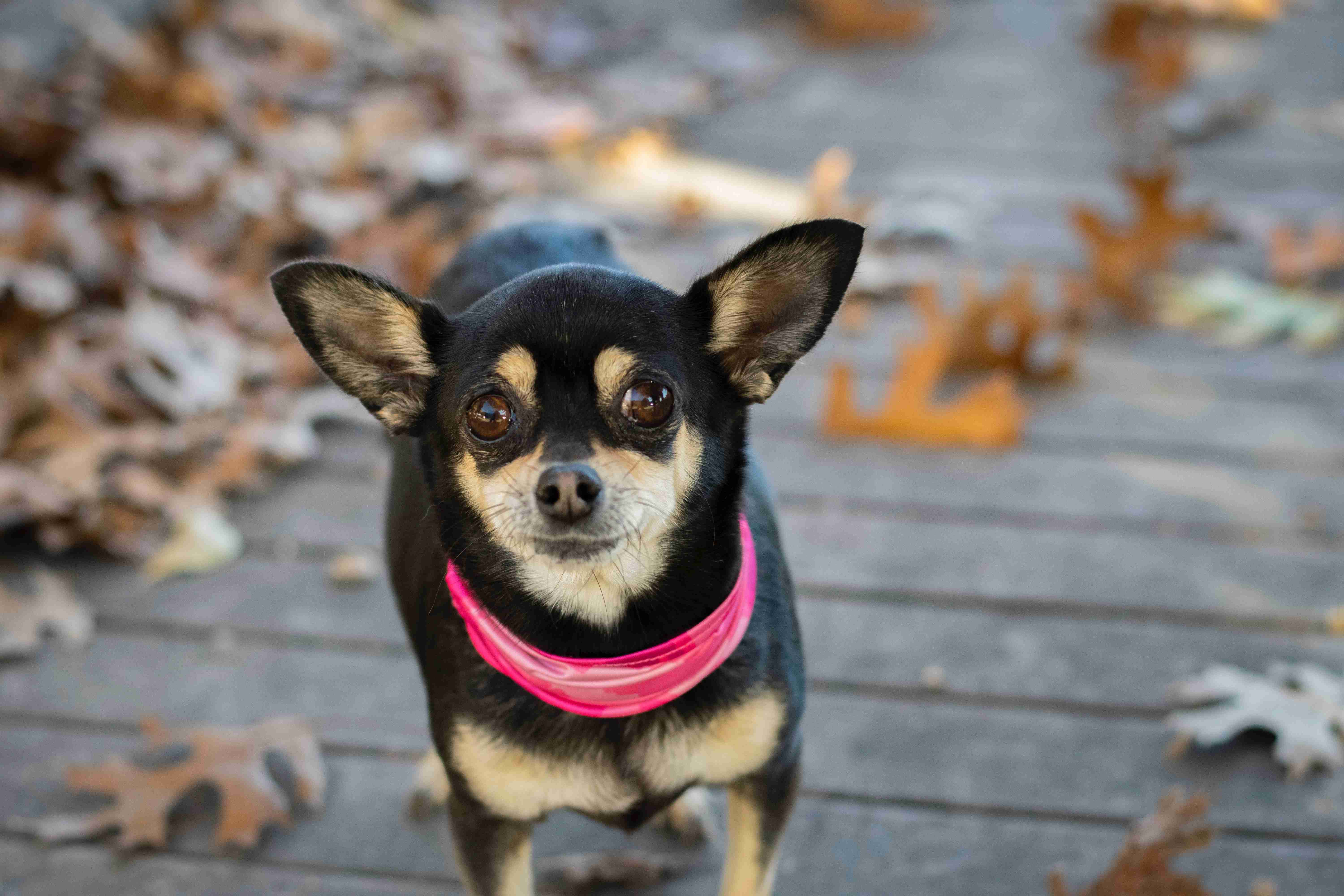 How can you identify signs of anger in a Chihuahua?