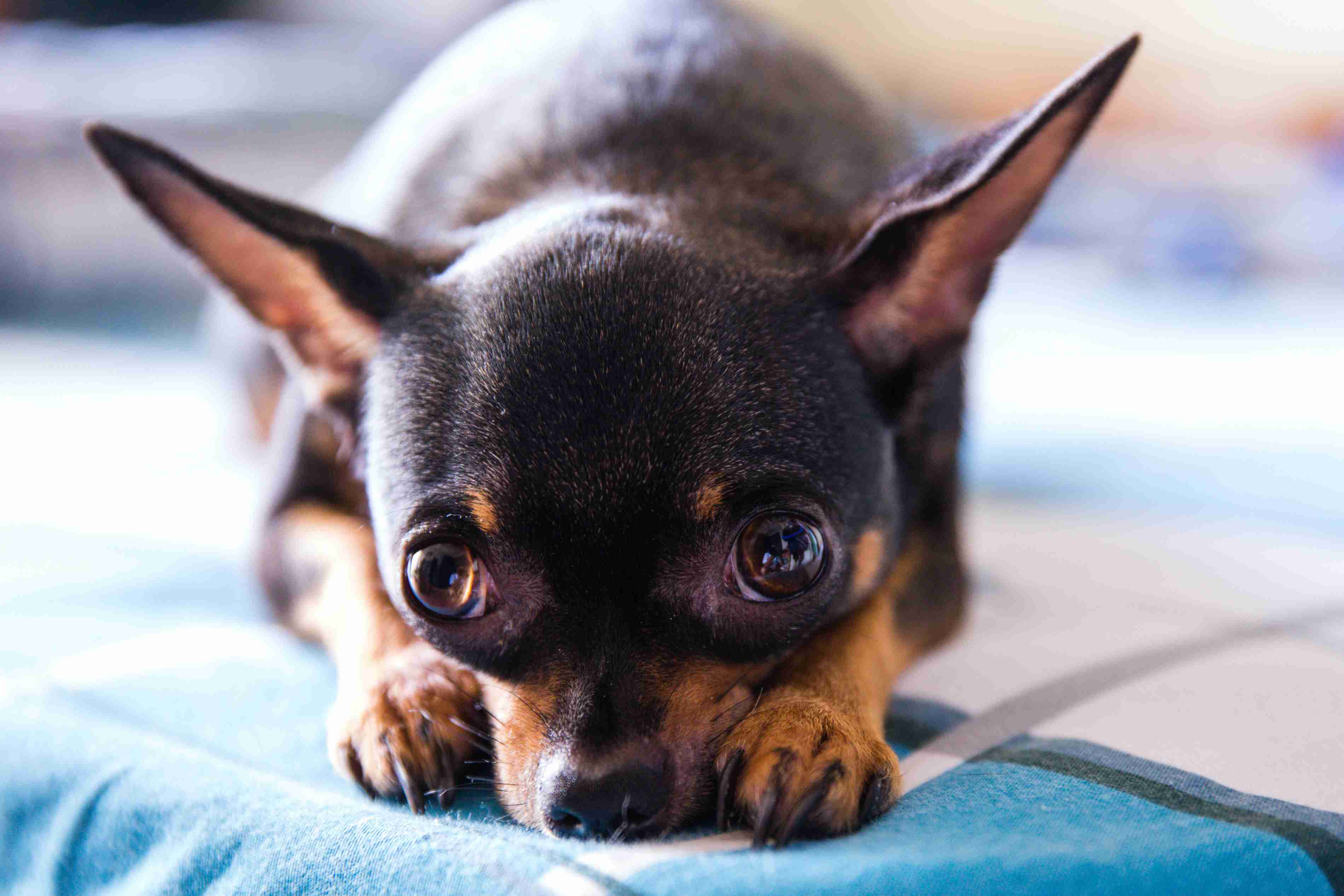 What are some common triggers for Chihuahua's anger issues?